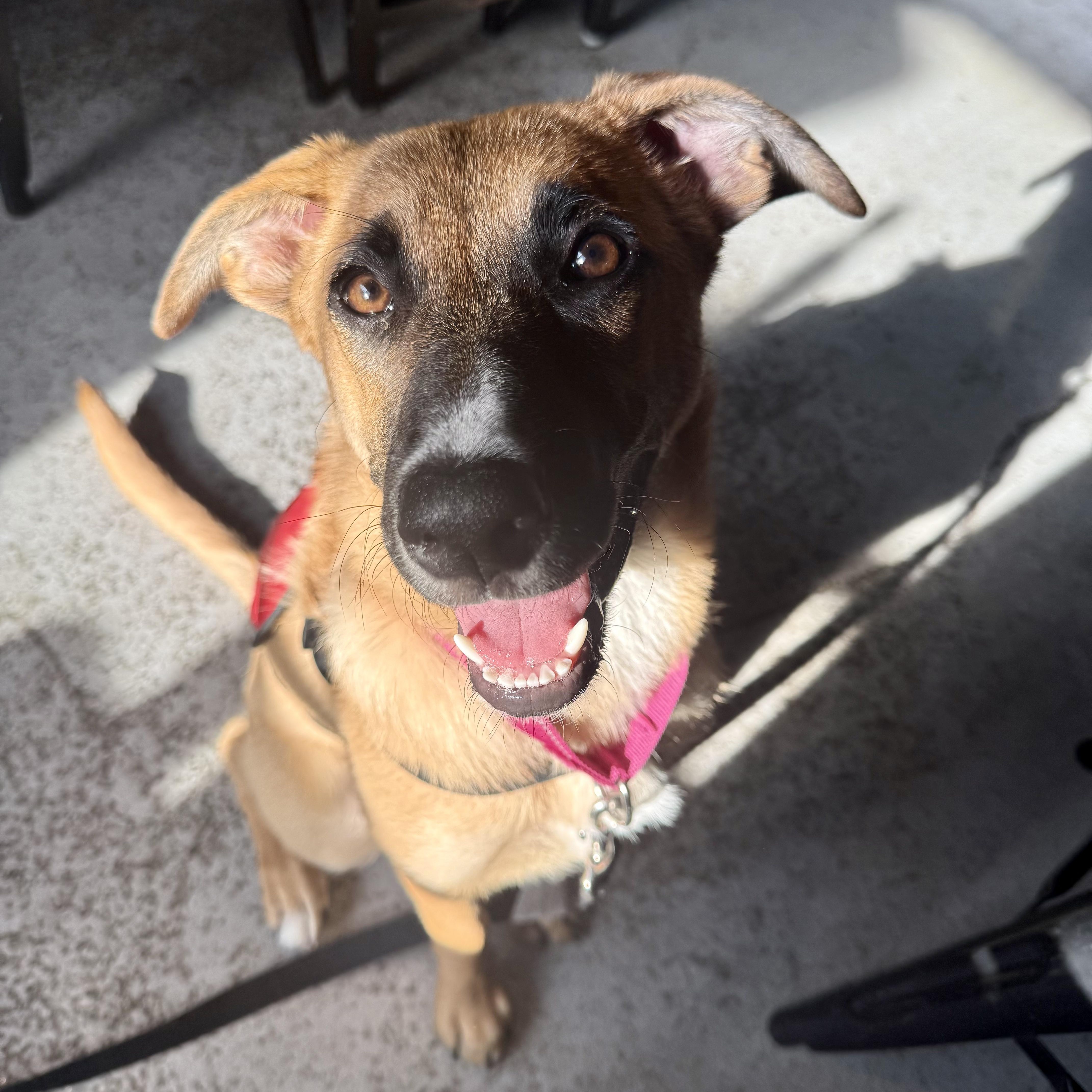 Roxie, an adopted mixed breed in Chatham, NJ image 4/6
