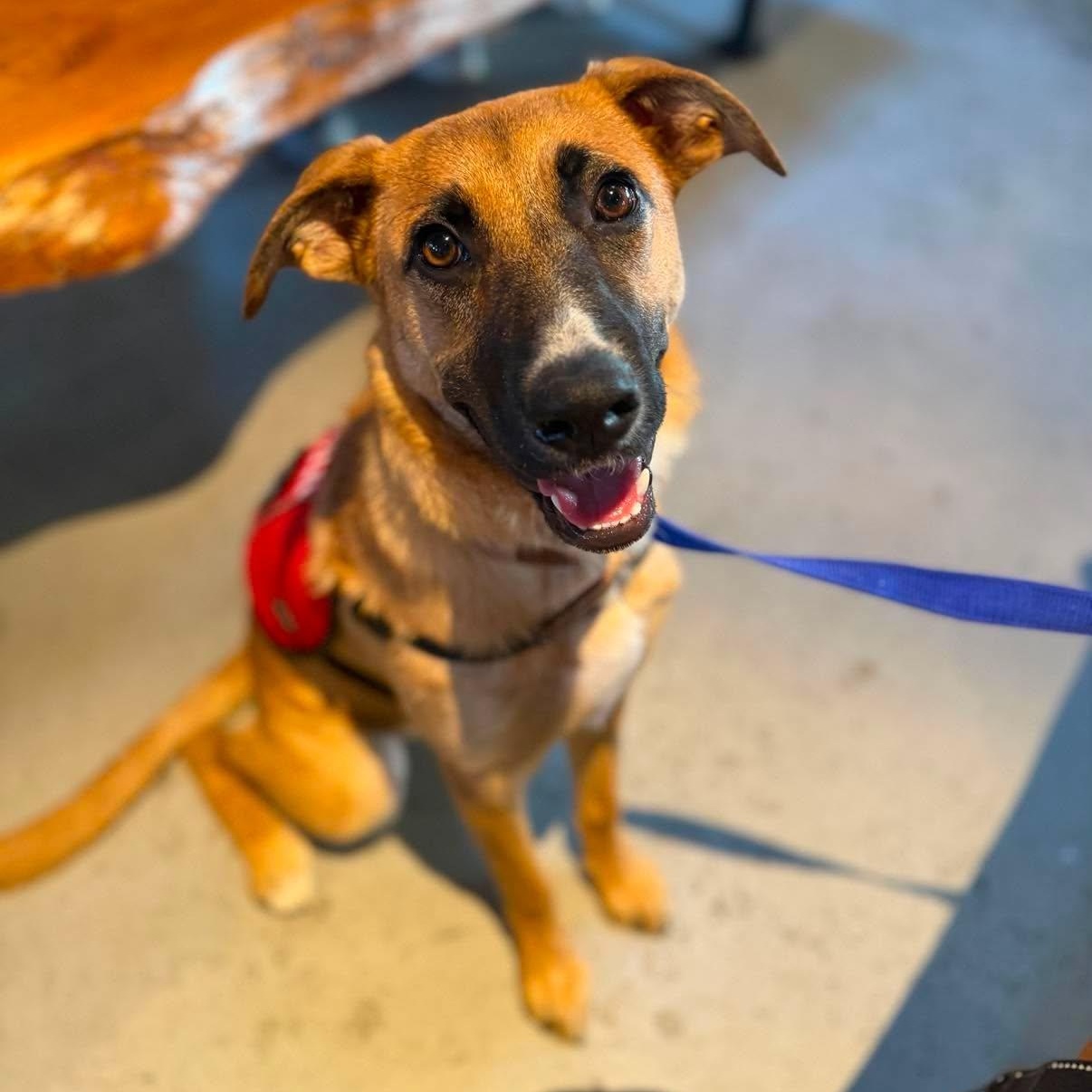 Roxie, an adopted mixed breed in Chatham, NJ image 2/6