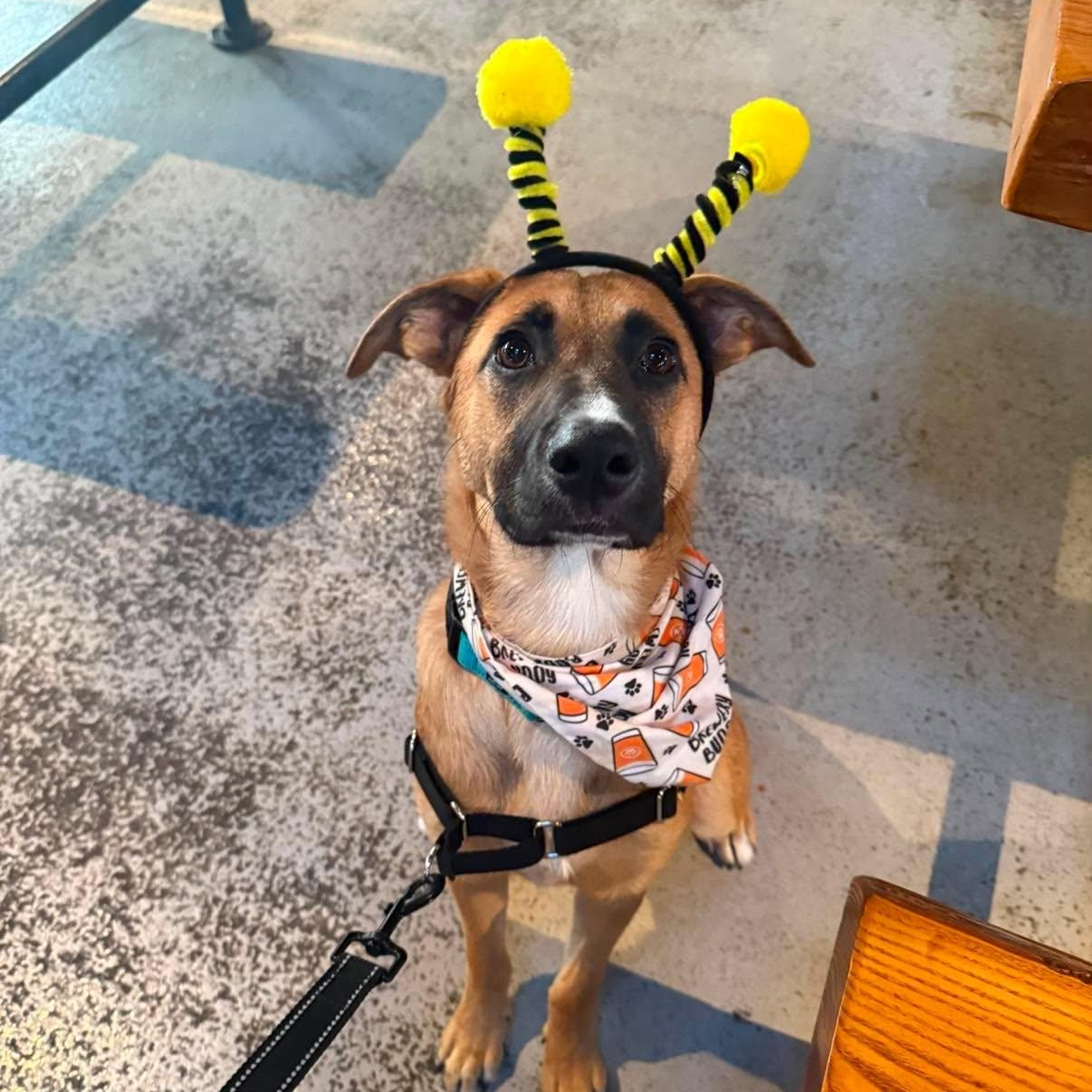 Roxie, adopted, Puppy Female Belgian Shepherd / Malinois & Black Mouth Cur.
