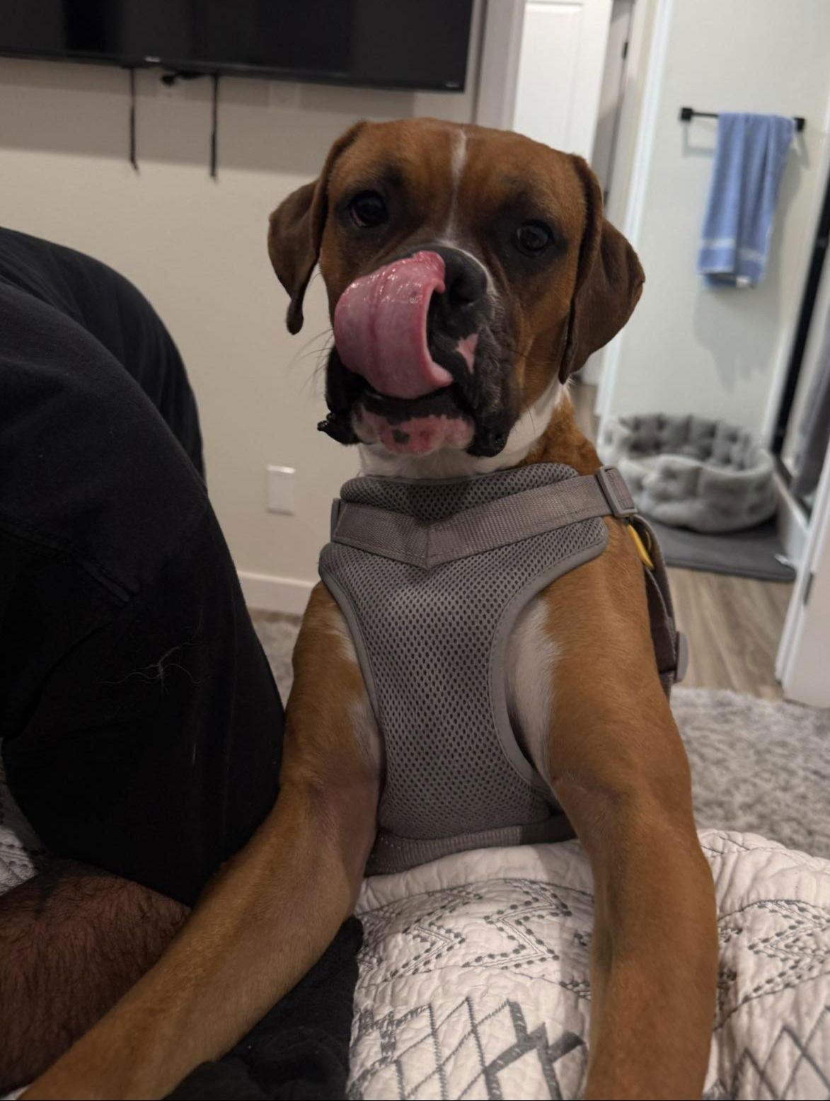 Dasher, Adoptable, Adult Male Boxer.