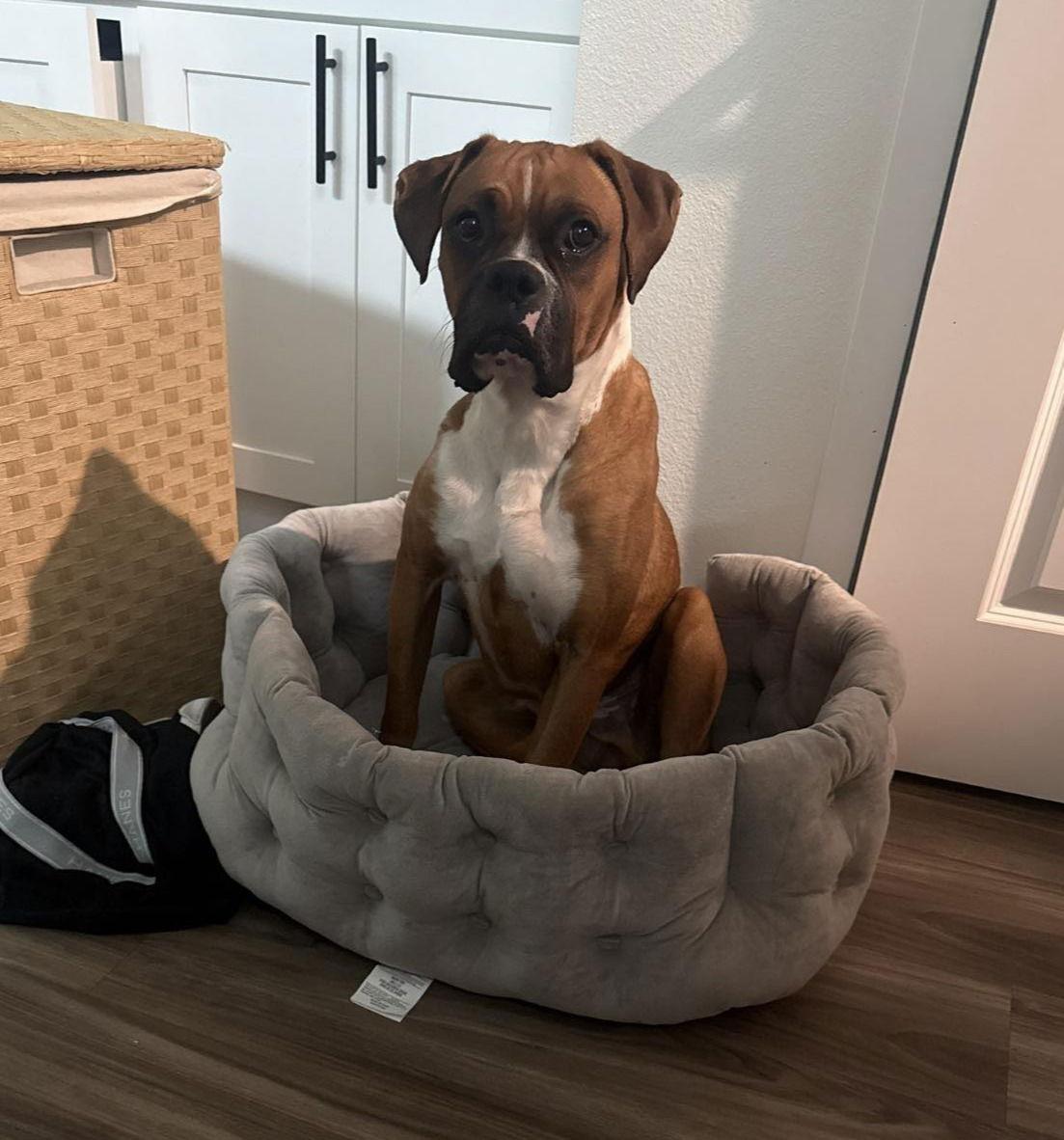 Dasher, a Adoptable Boxer in McMinnville, OR image 2/3