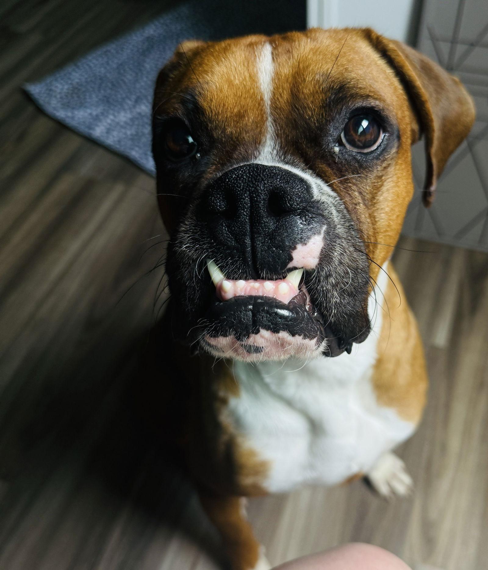 Dasher, a Adoptable Boxer in McMinnville, OR image 3/3