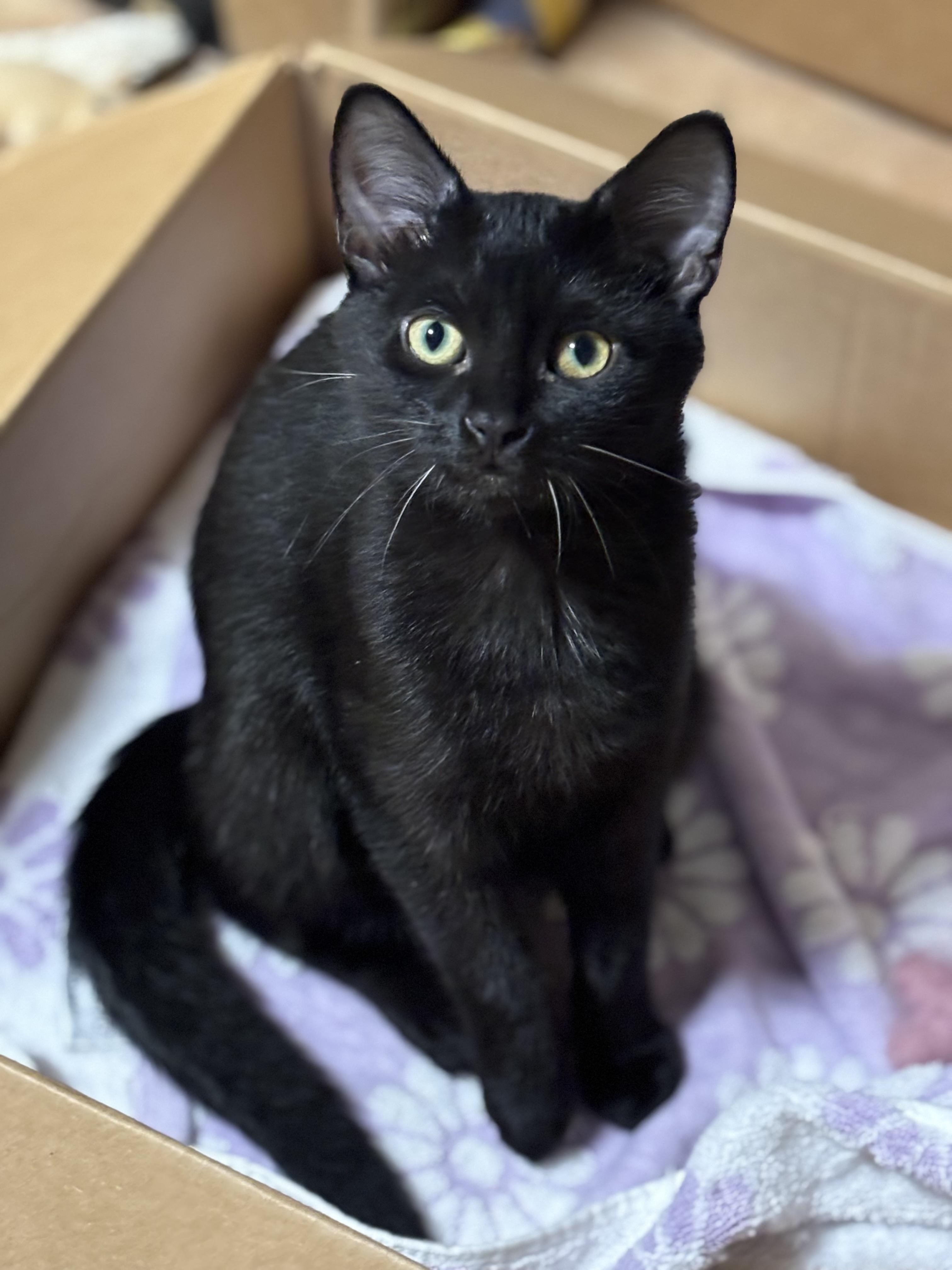 MEZZANOTE, Adopted, Young Female Domestic Short Hair.