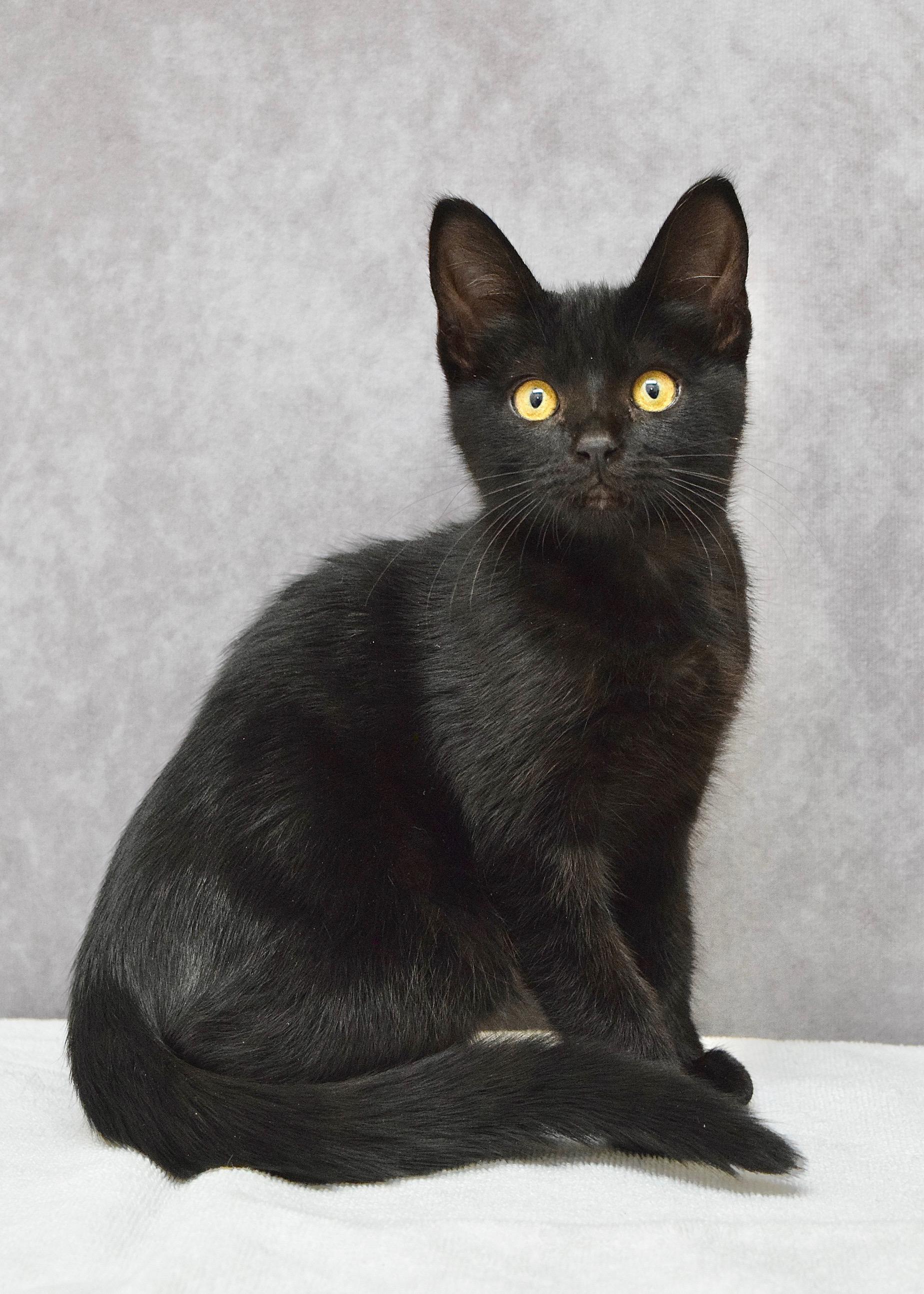 Dupli-Kate, ADOPTABLE, Kitten Female Domestic Short Hair.