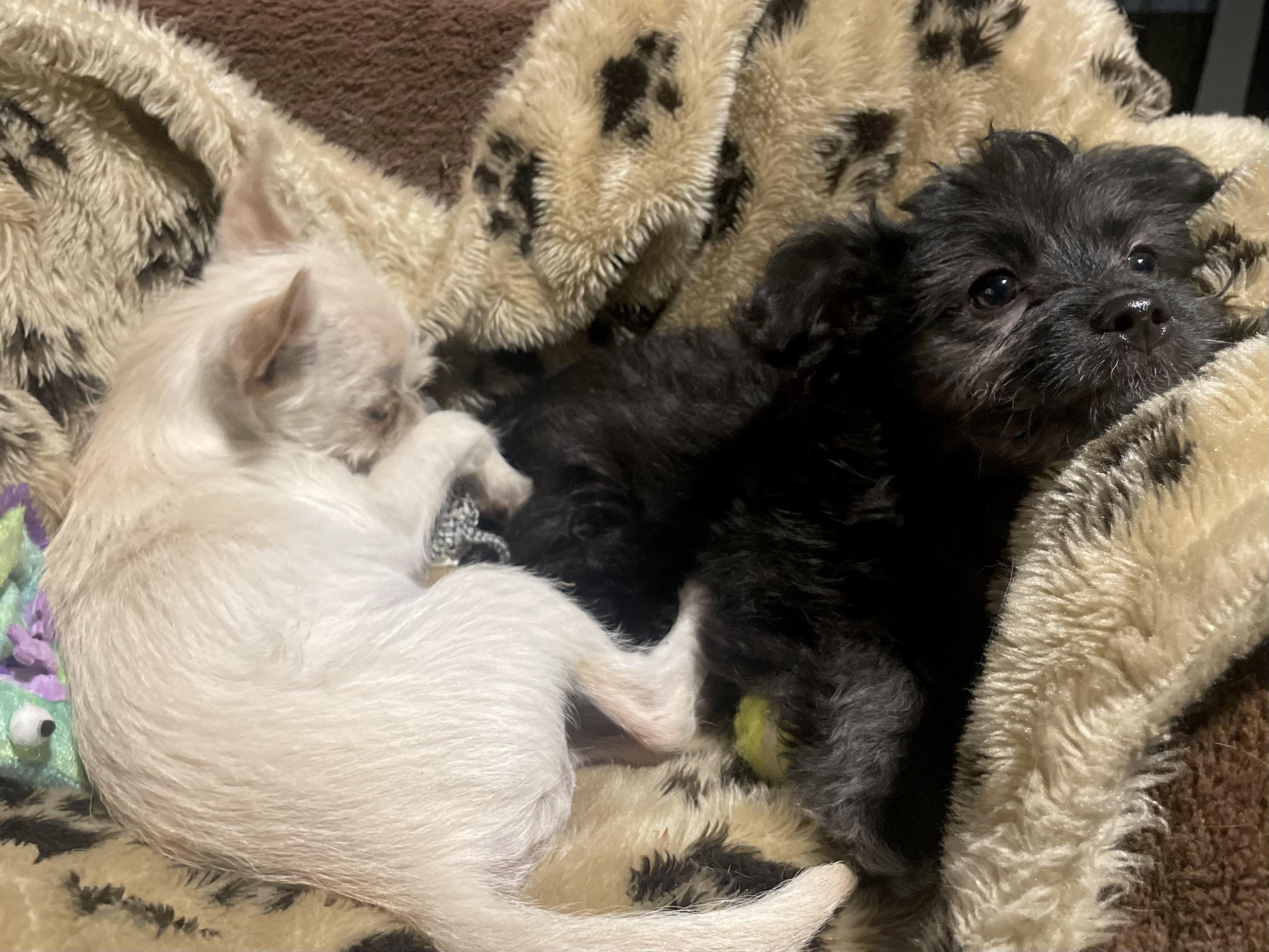 Baron, a Adopted mixed breed in Goodyear, AZ image 6/6