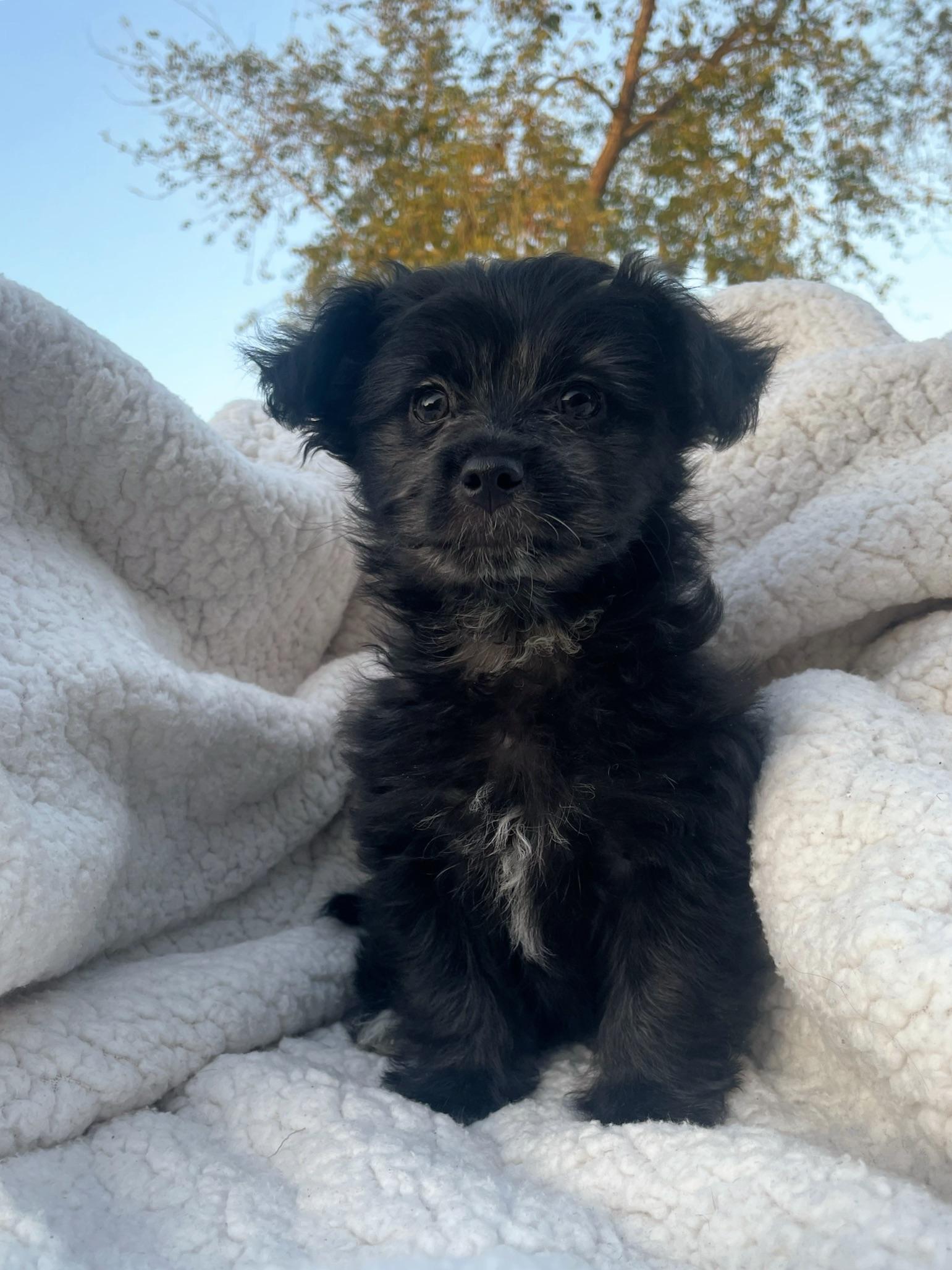 Baron, a Adopted mixed breed in Goodyear, AZ image 3/6