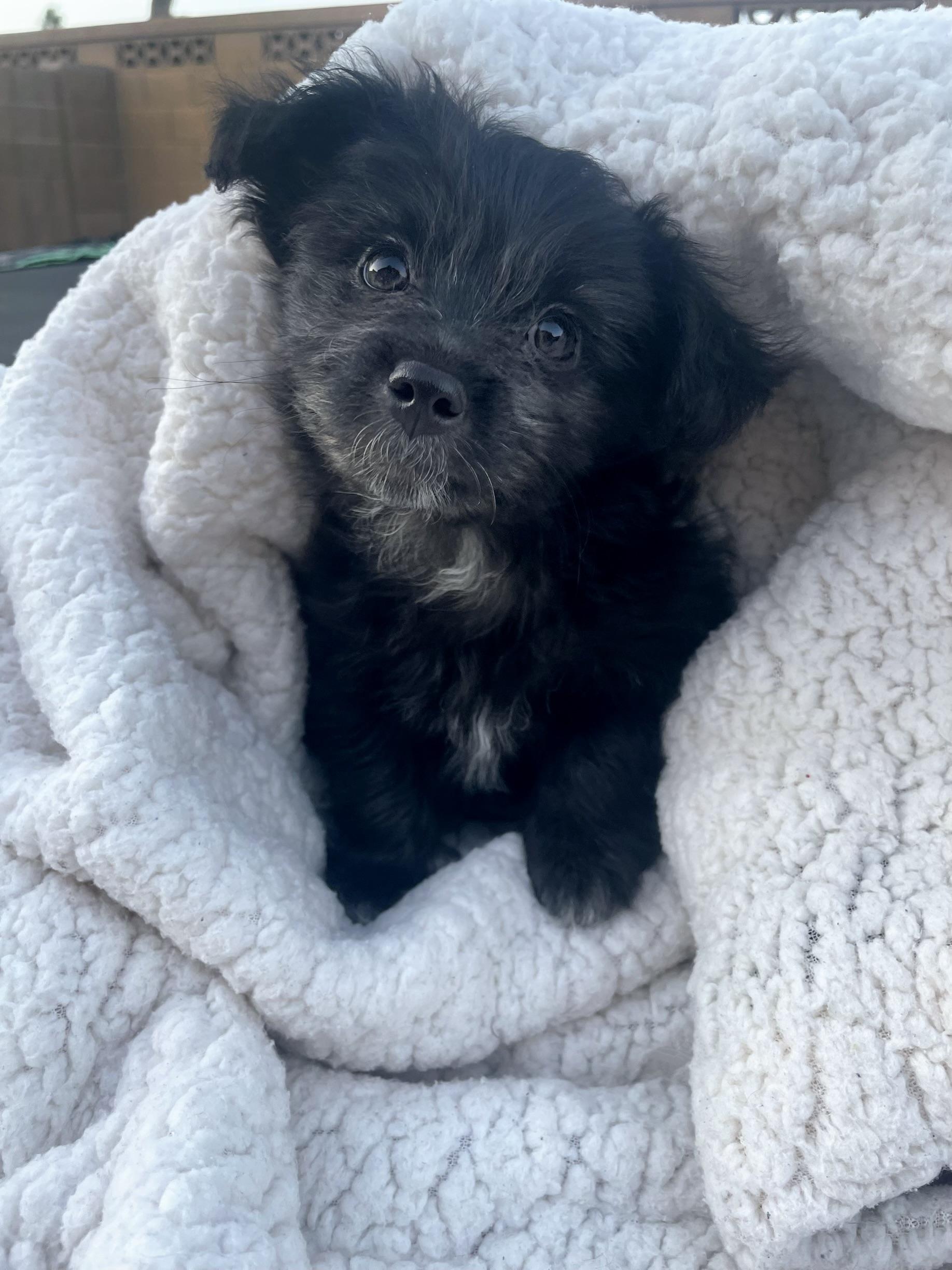 Baron, Adopted, Puppy Male Shih Tzu & Poodle (Toy).