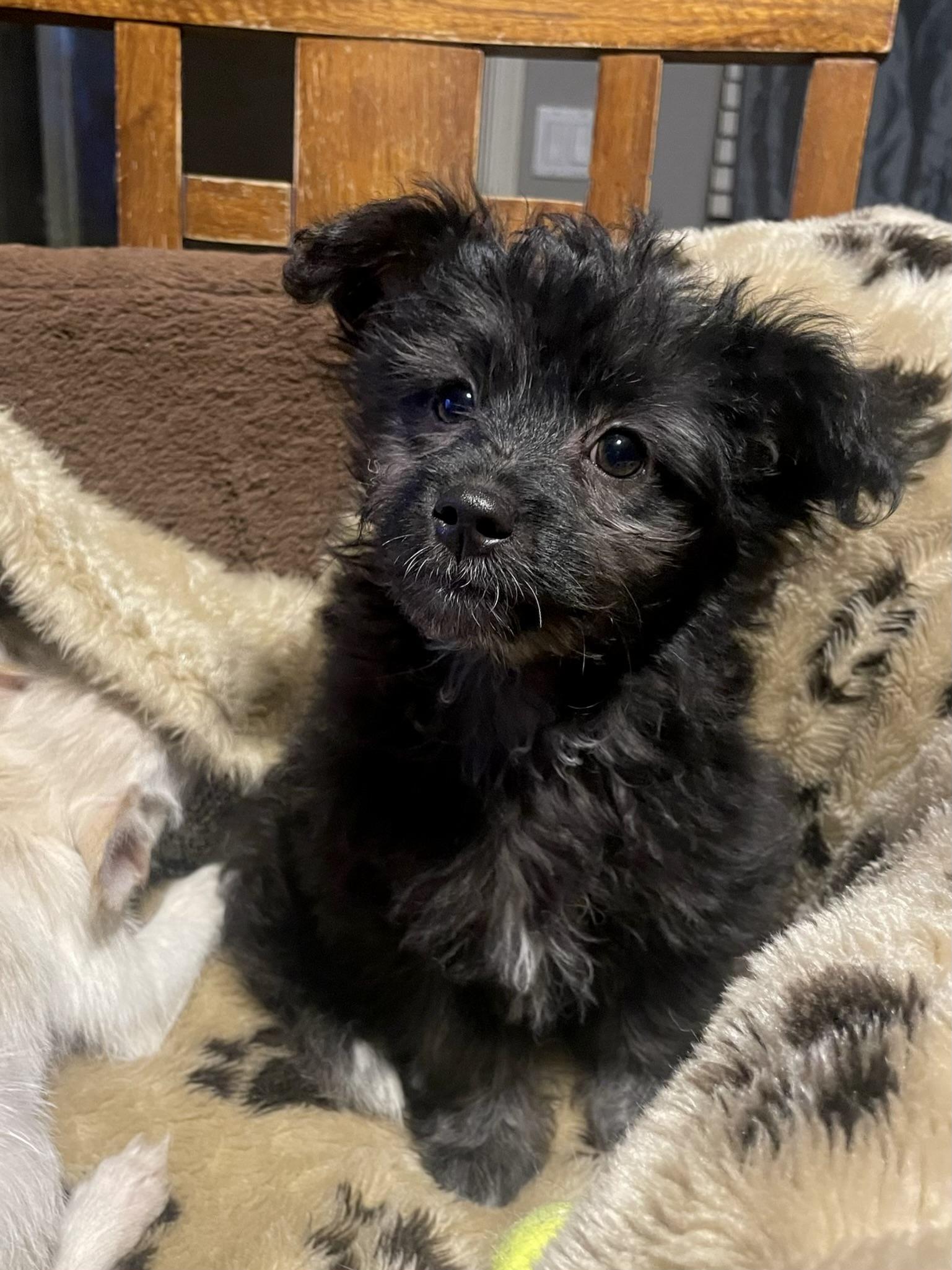 Baron, a Adopted mixed breed in Goodyear, AZ image 4/6