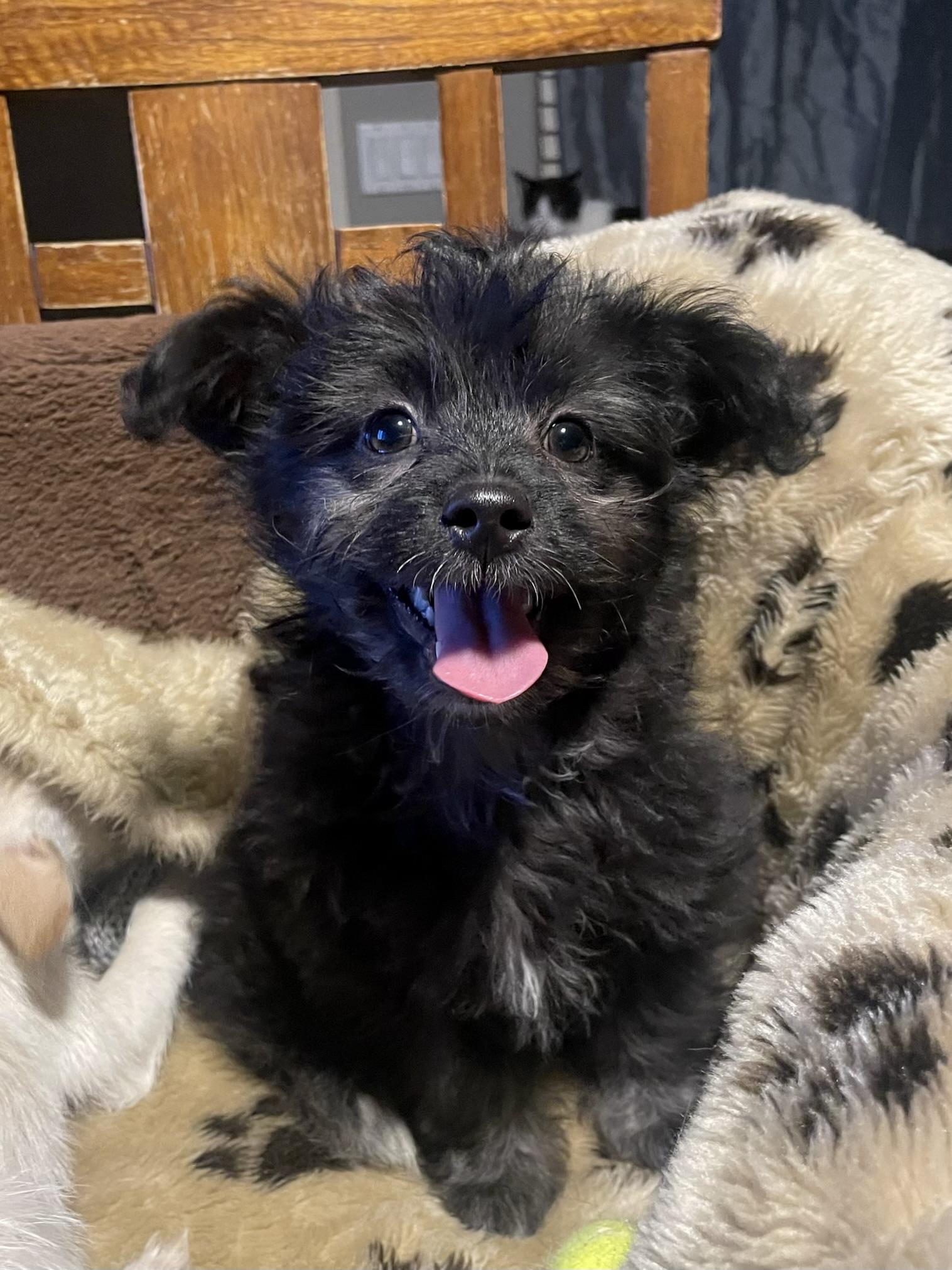 Baron, a Adopted mixed breed in Goodyear, AZ image 2/6