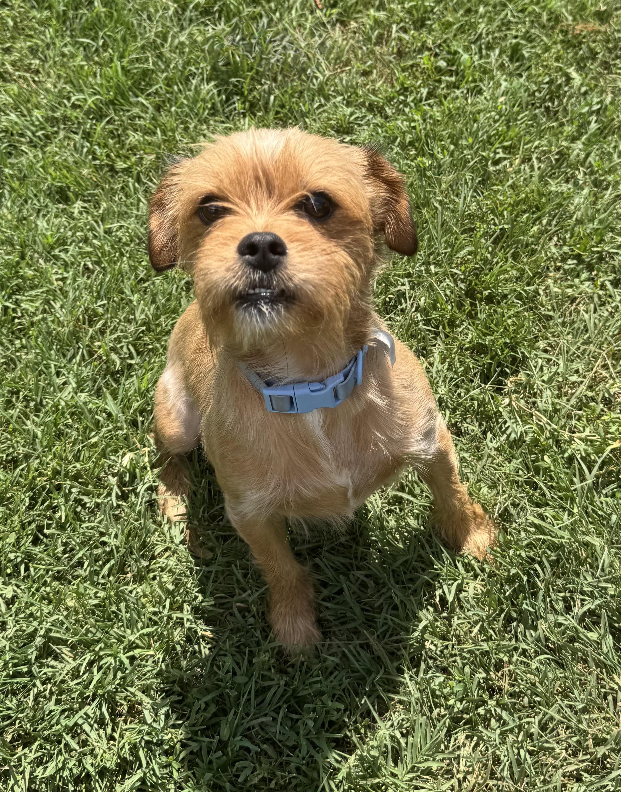 Eddie, a ADOPTABLE mixed breed in Maiden, NC image 3/5