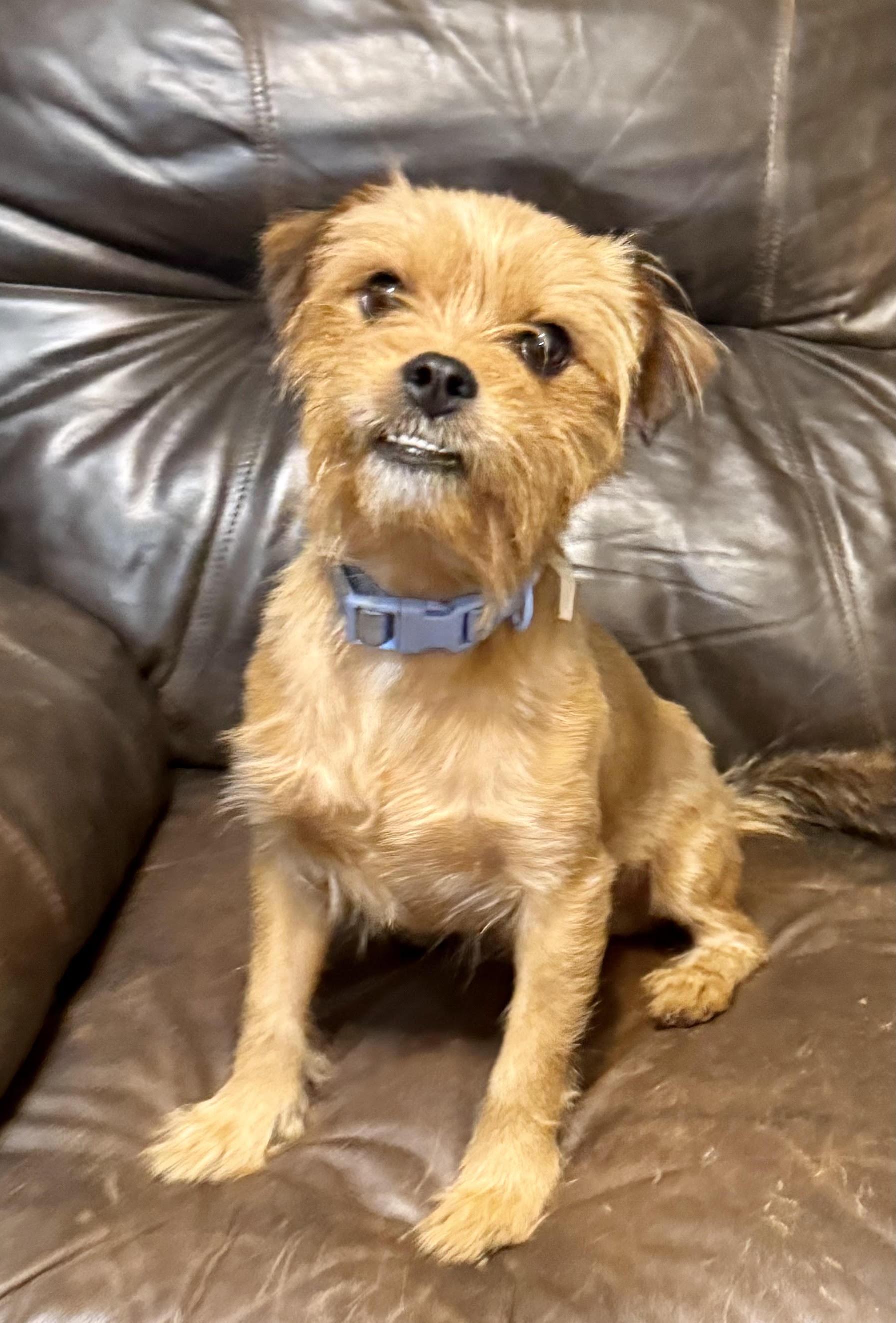 Eddie, a ADOPTABLE mixed breed in Maiden, NC image 4/5