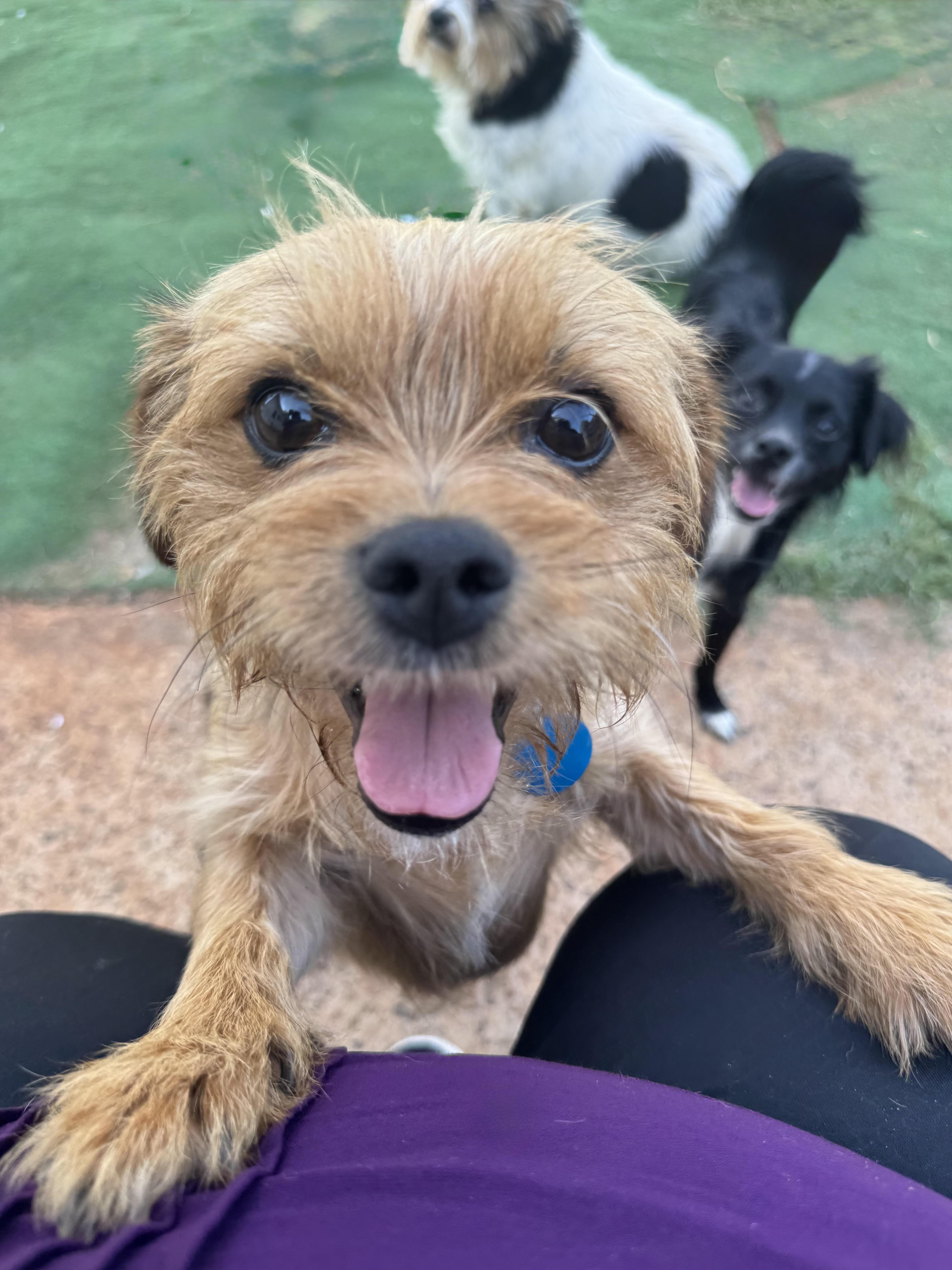 Enlarge Eddie, a Adopted mixed breed in Maiden, NC image 5/6