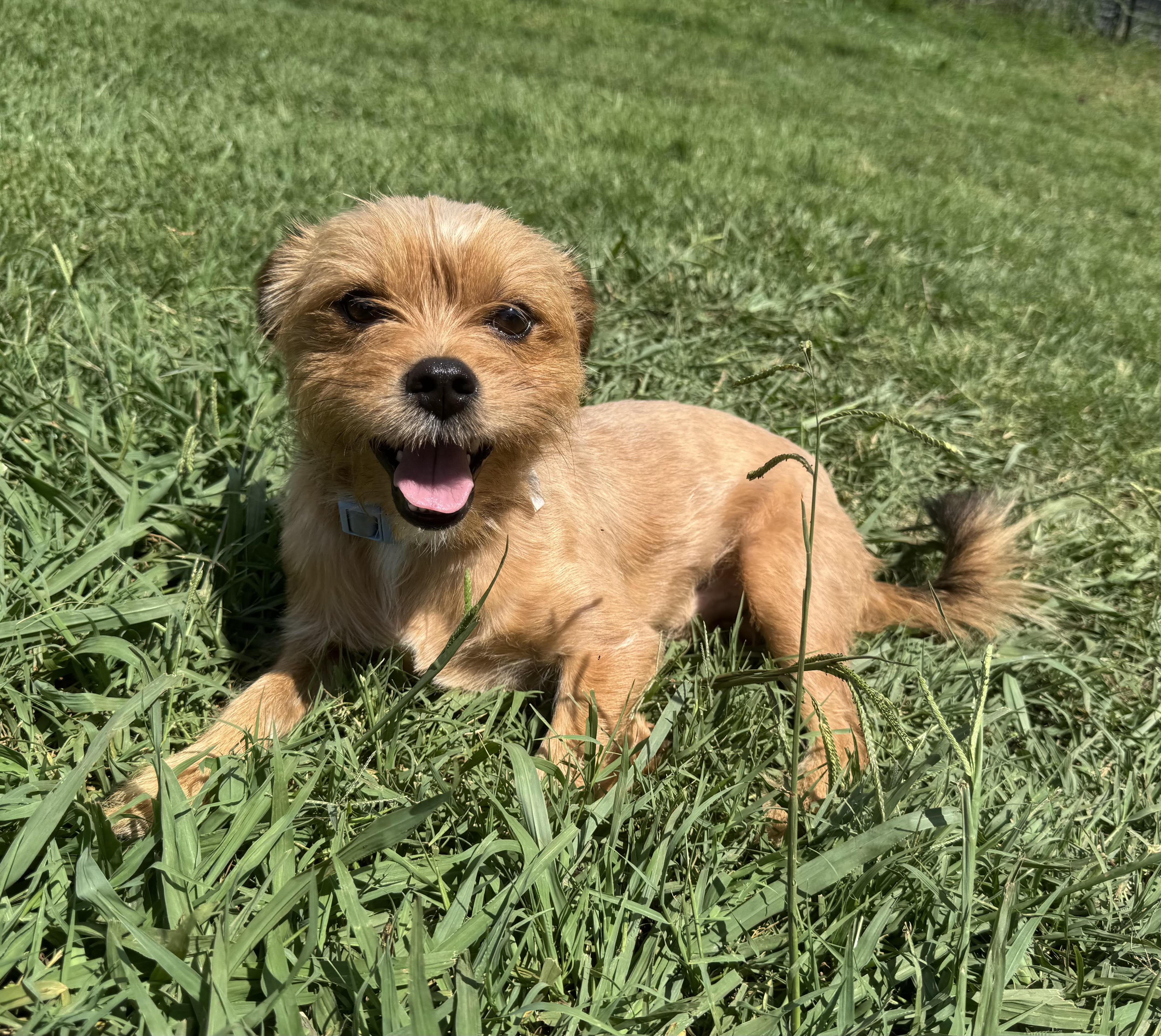 Eddie, ADOPTABLE, Young Male Yorkshire Terrier.