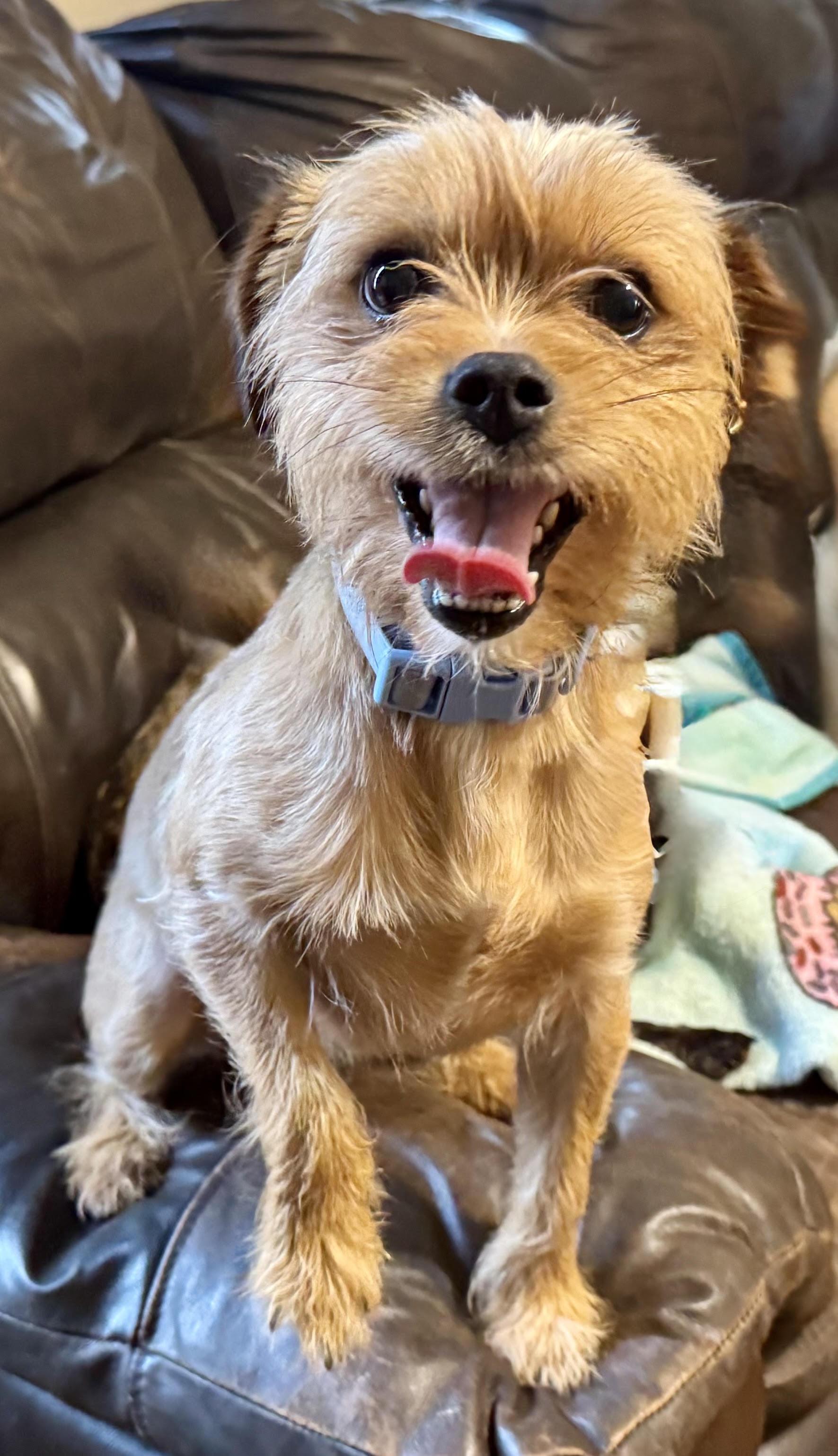 Eddie, a ADOPTABLE mixed breed in Maiden, NC image 5/5