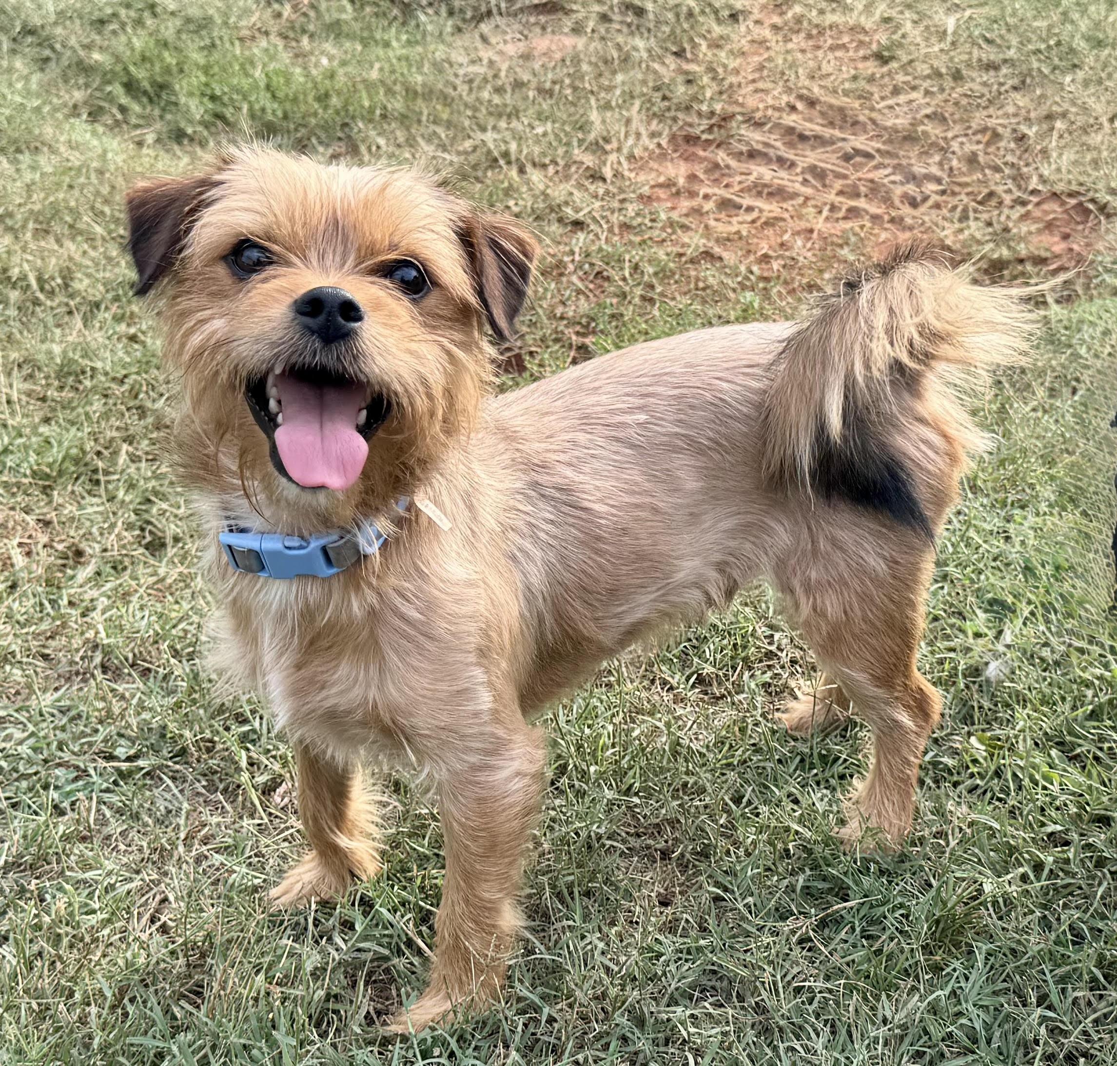 Eddie, Adopted, Young Male Yorkshire Terrier.