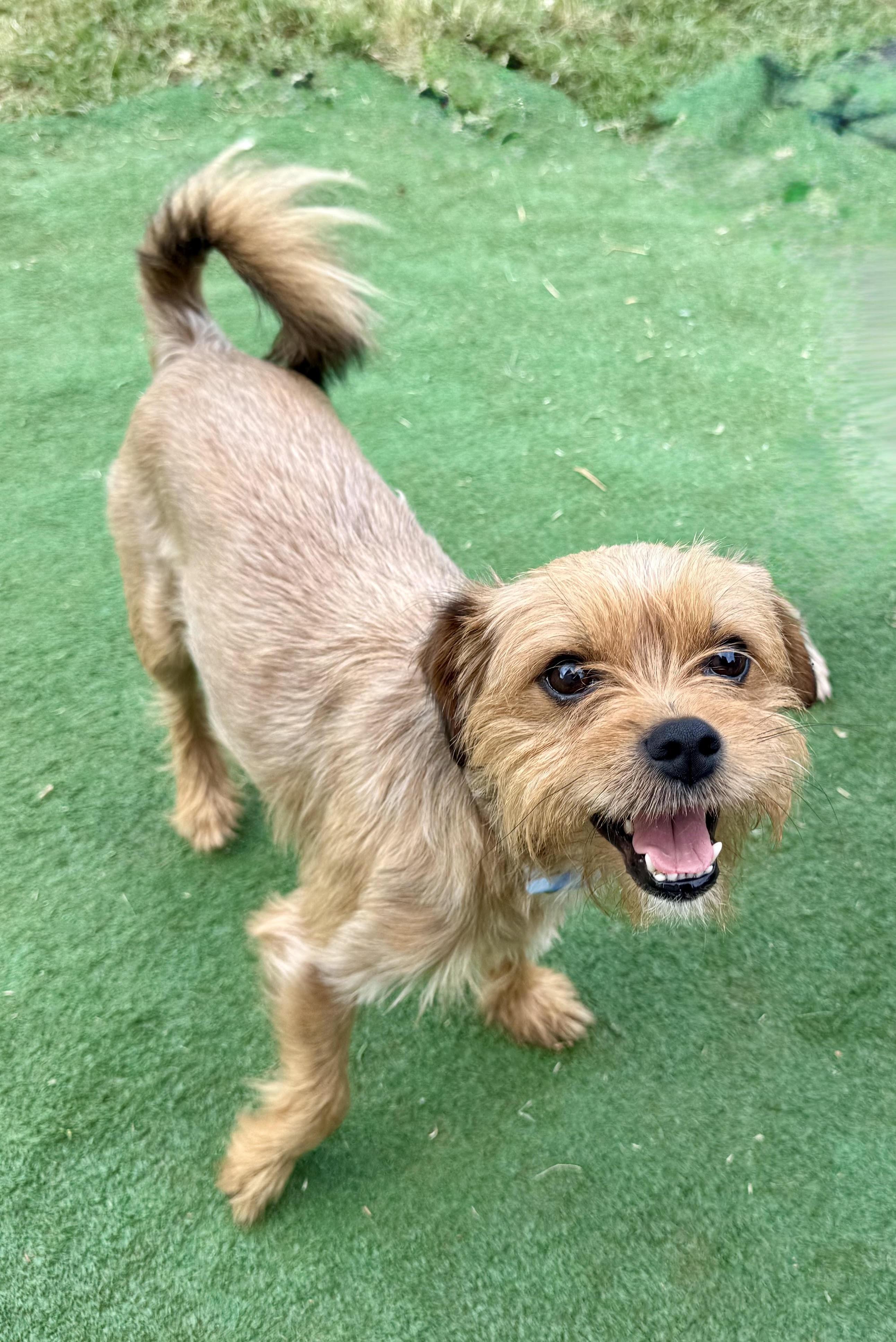 Enlarge Eddie, a Adopted mixed breed in Maiden, NC image 2/6