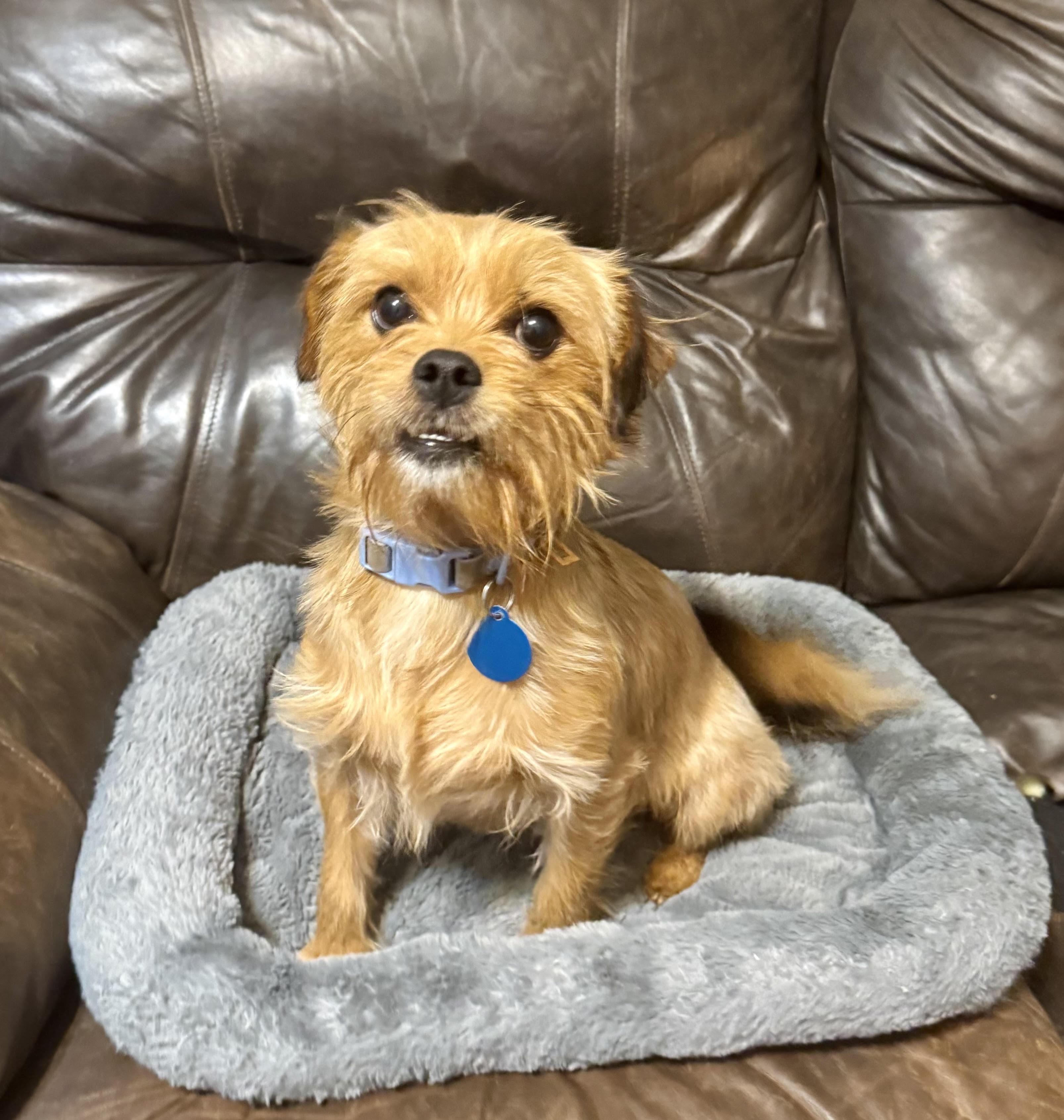 Enlarge Eddie, a Adopted mixed breed in Maiden, NC image 6/6