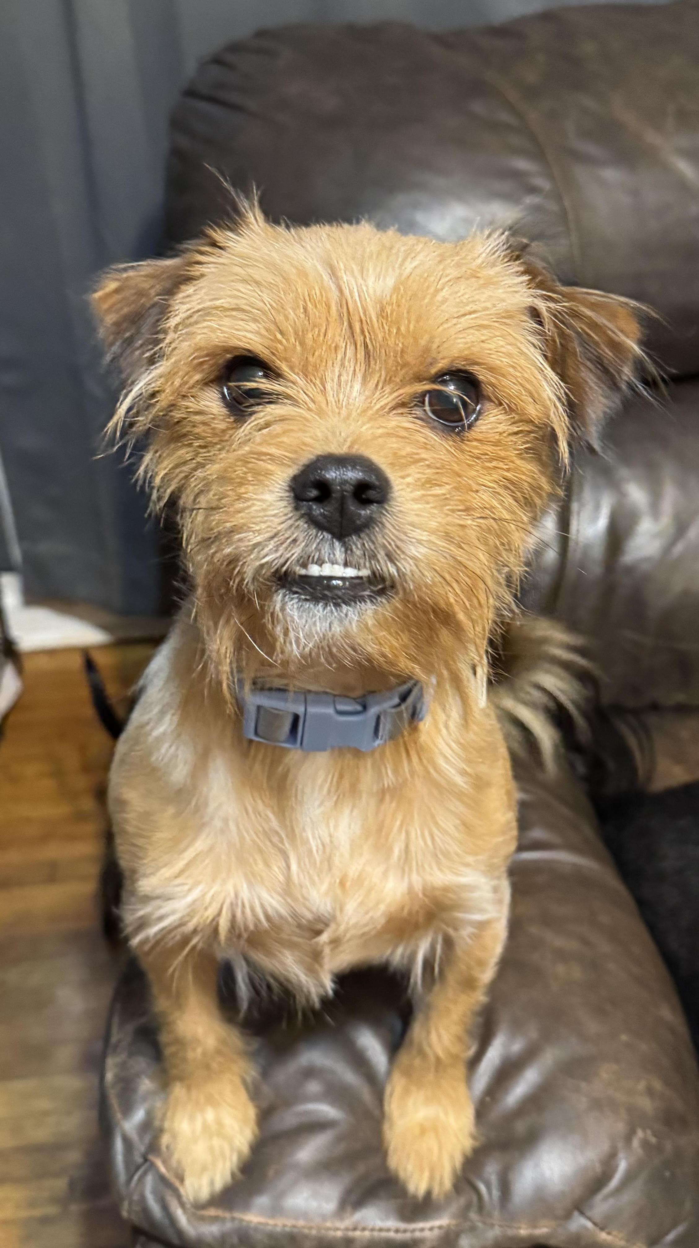 Eddie, a ADOPTABLE mixed breed in Maiden, NC image 2/5