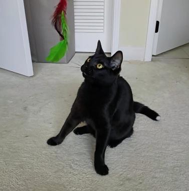 Deni, Adoptable, Young Male Domestic Short Hair.