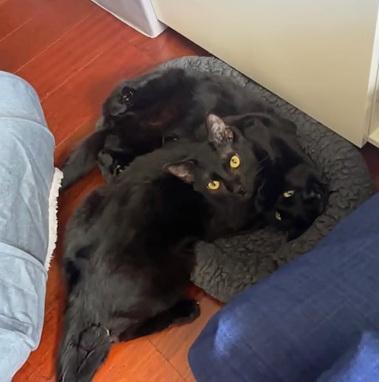 Enlarge Deni, a Adoptable Domestic Short Hair in San Francisco, CA image 3/6