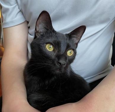 Enlarge Deni, a Adoptable Domestic Short Hair in San Francisco, CA image 4/6