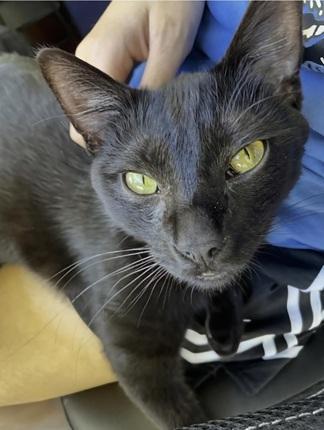 Enlarge Deni, a Adoptable Domestic Short Hair in San Francisco, CA image 6/6