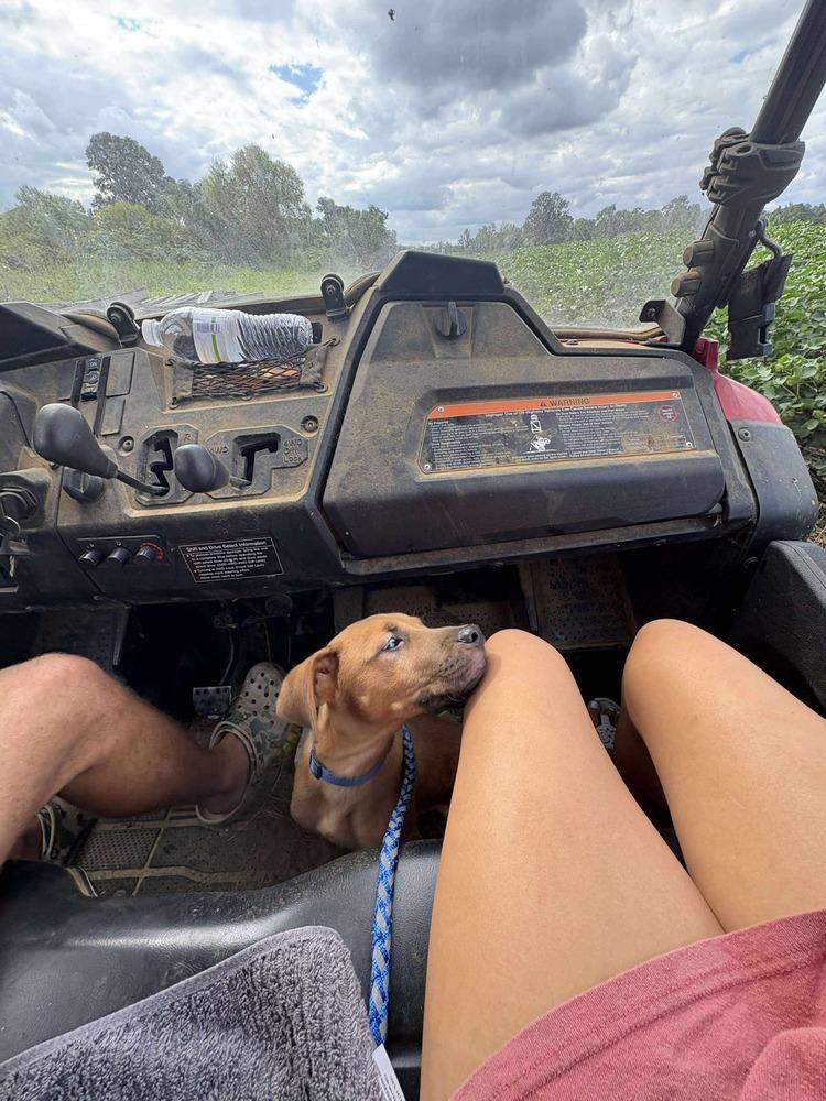 Reaper, a Adoptable mixed breed in Statesboro, GA image 1/5