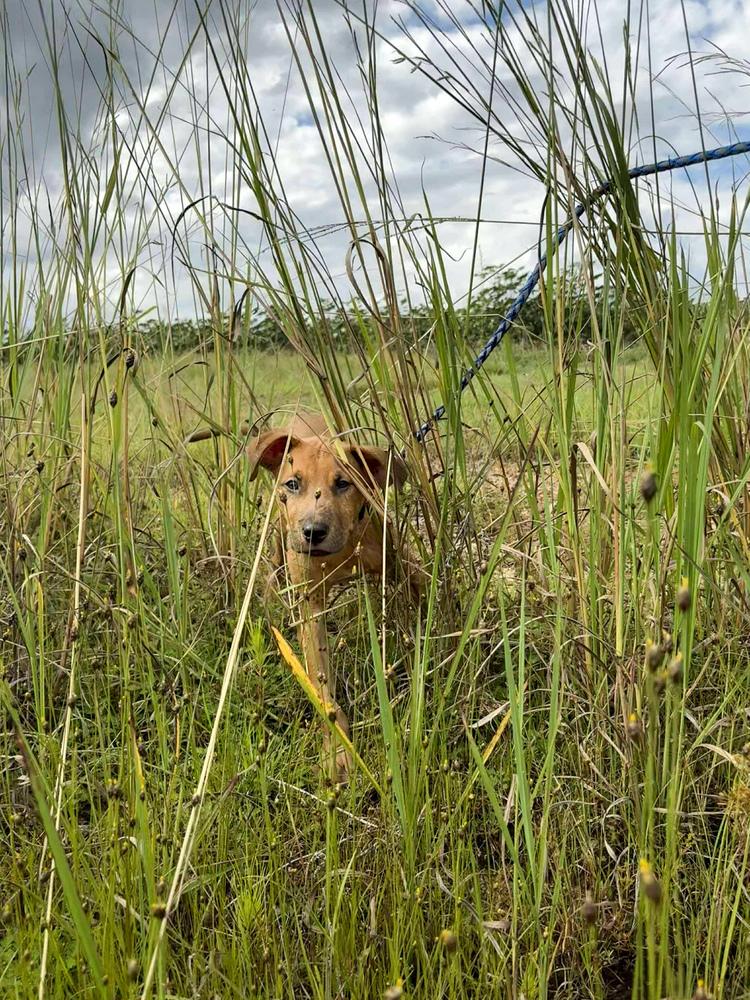 Reaper, a Adoptable mixed breed in Statesboro, GA image 2/5