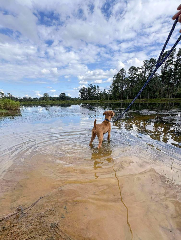 Reaper, a Adoptable mixed breed in Statesboro, GA image 3/5