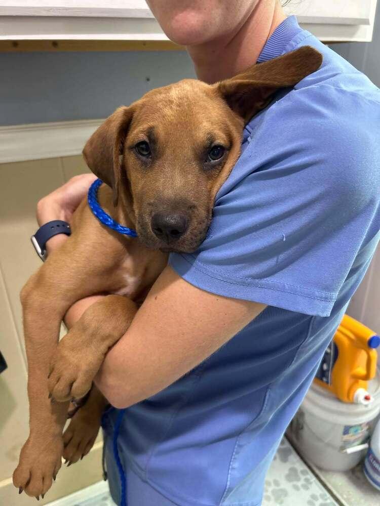Reaper, a Adoptable mixed breed in Statesboro, GA image 4/5