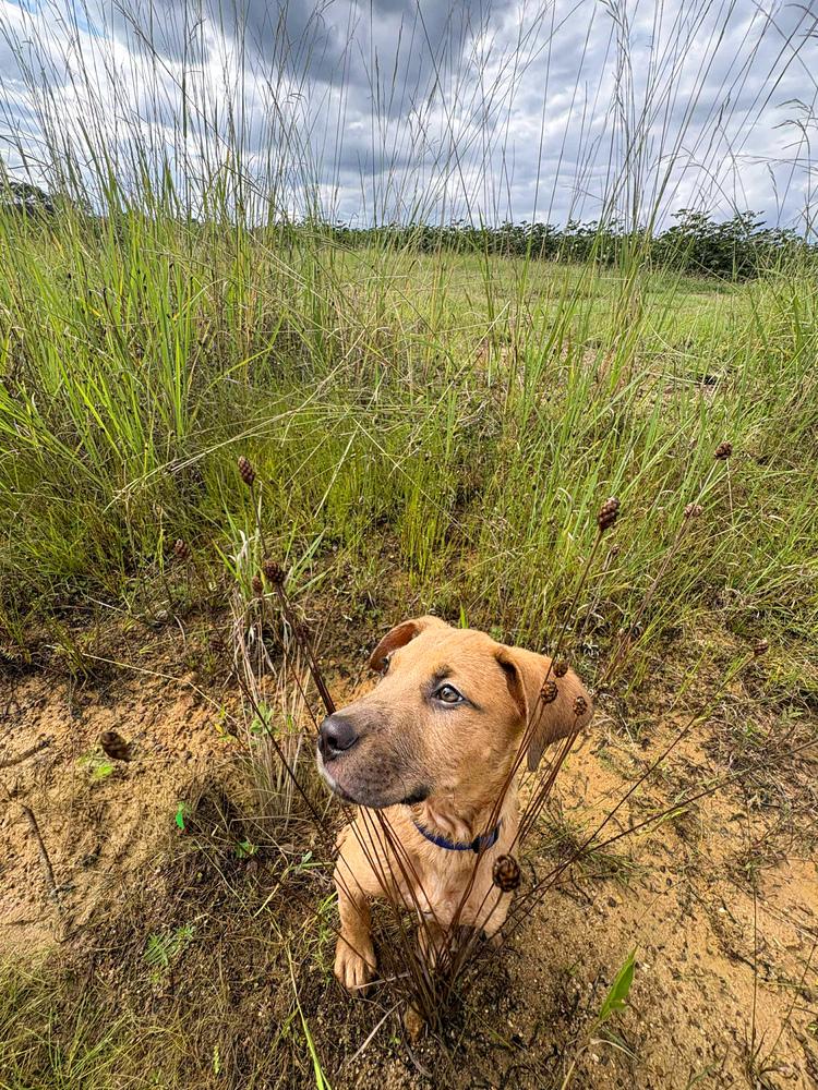 Reaper, a Adoptable mixed breed in Statesboro, GA image 5/5