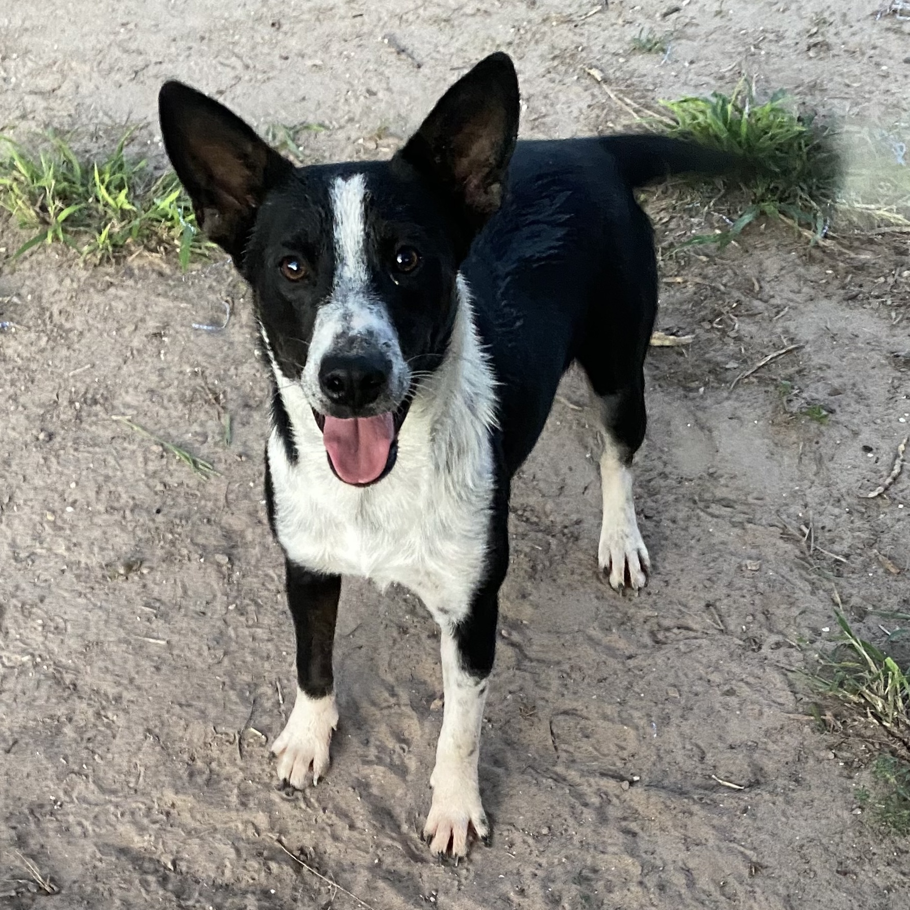 Tiny Tim, an adoptable Australian Cattle Dog / Blue Heeler, Terrier in Harlingen, TX, 78550 | Photo Image 1
