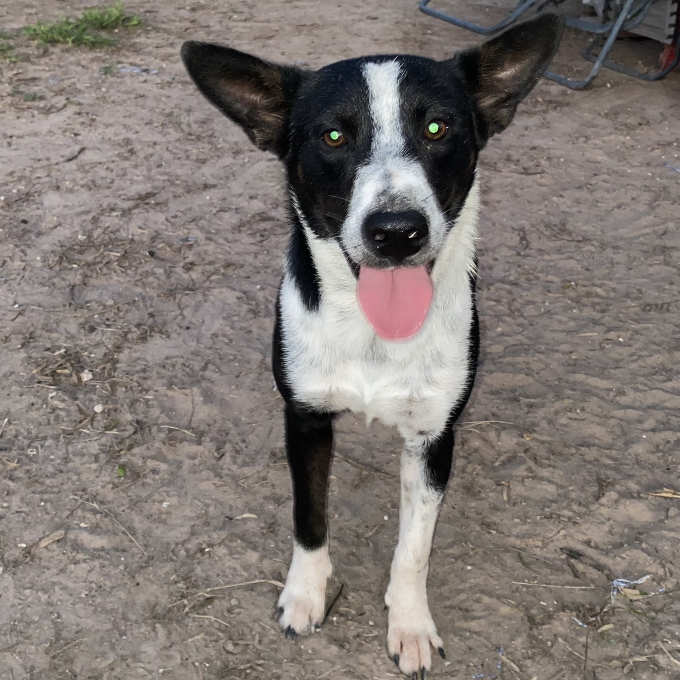 Tiny Tim, an adoptable Australian Cattle Dog / Blue Heeler, Terrier in Harlingen, TX, 78550 | Photo Image 2