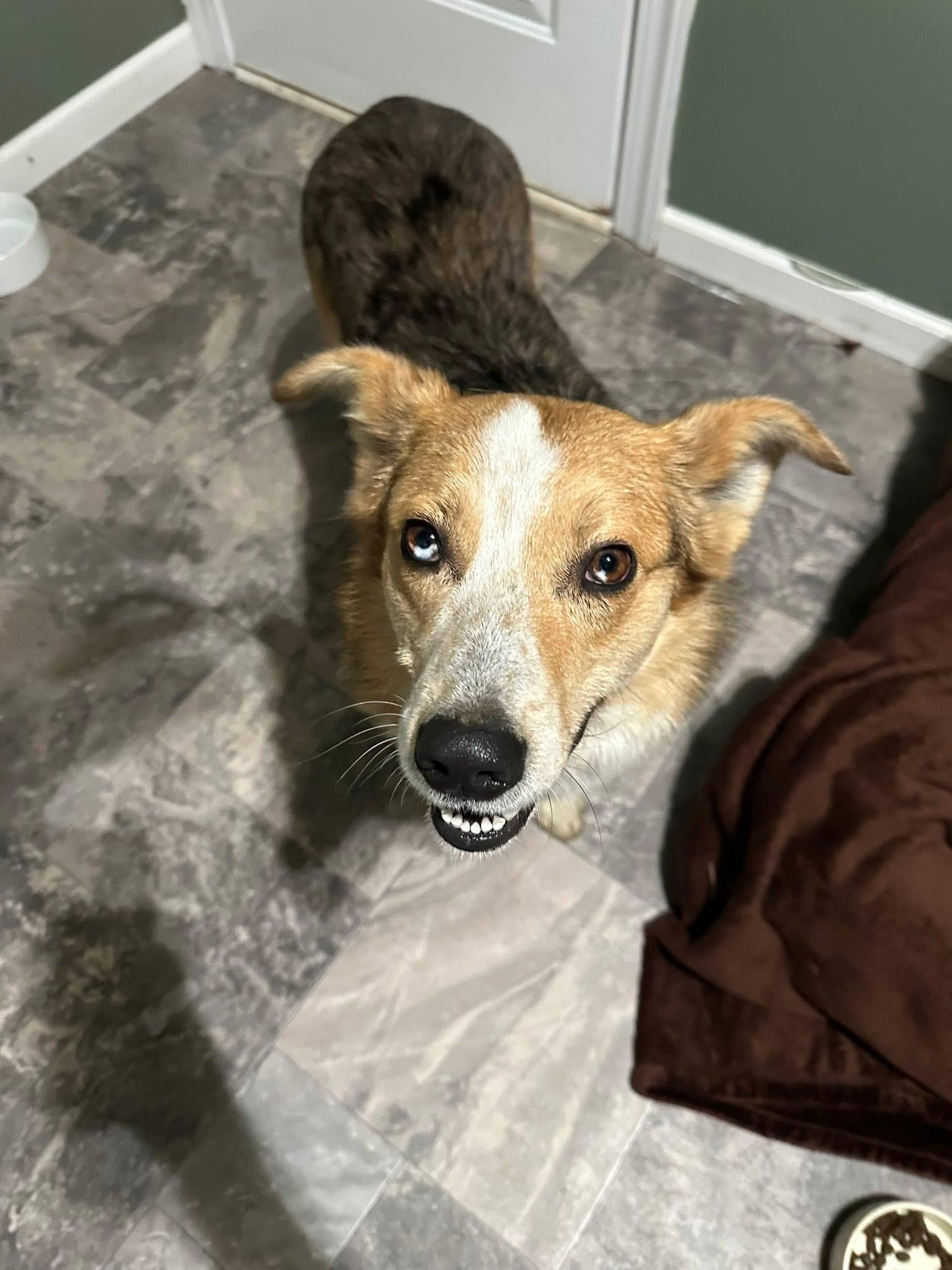 Enlarge Ozzy , a ADOPTABLE mixed breed in Wilkesboro, NC image 3/4