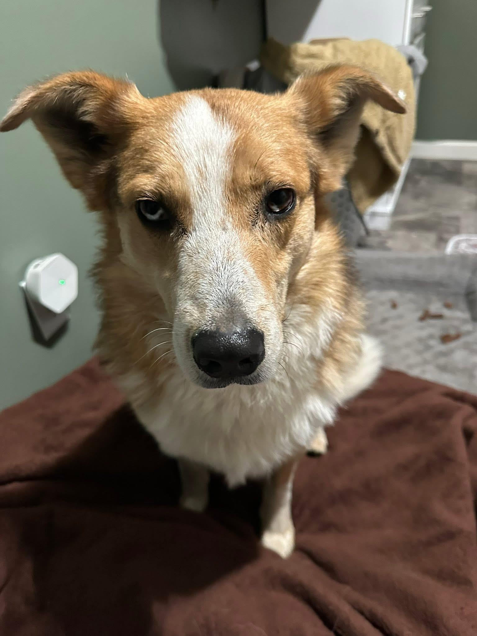 Enlarge Ozzy , a ADOPTABLE mixed breed in Wilkesboro, NC image 1/4