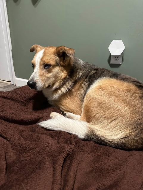 Enlarge Ozzy , a ADOPTABLE mixed breed in Wilkesboro, NC image 2/4