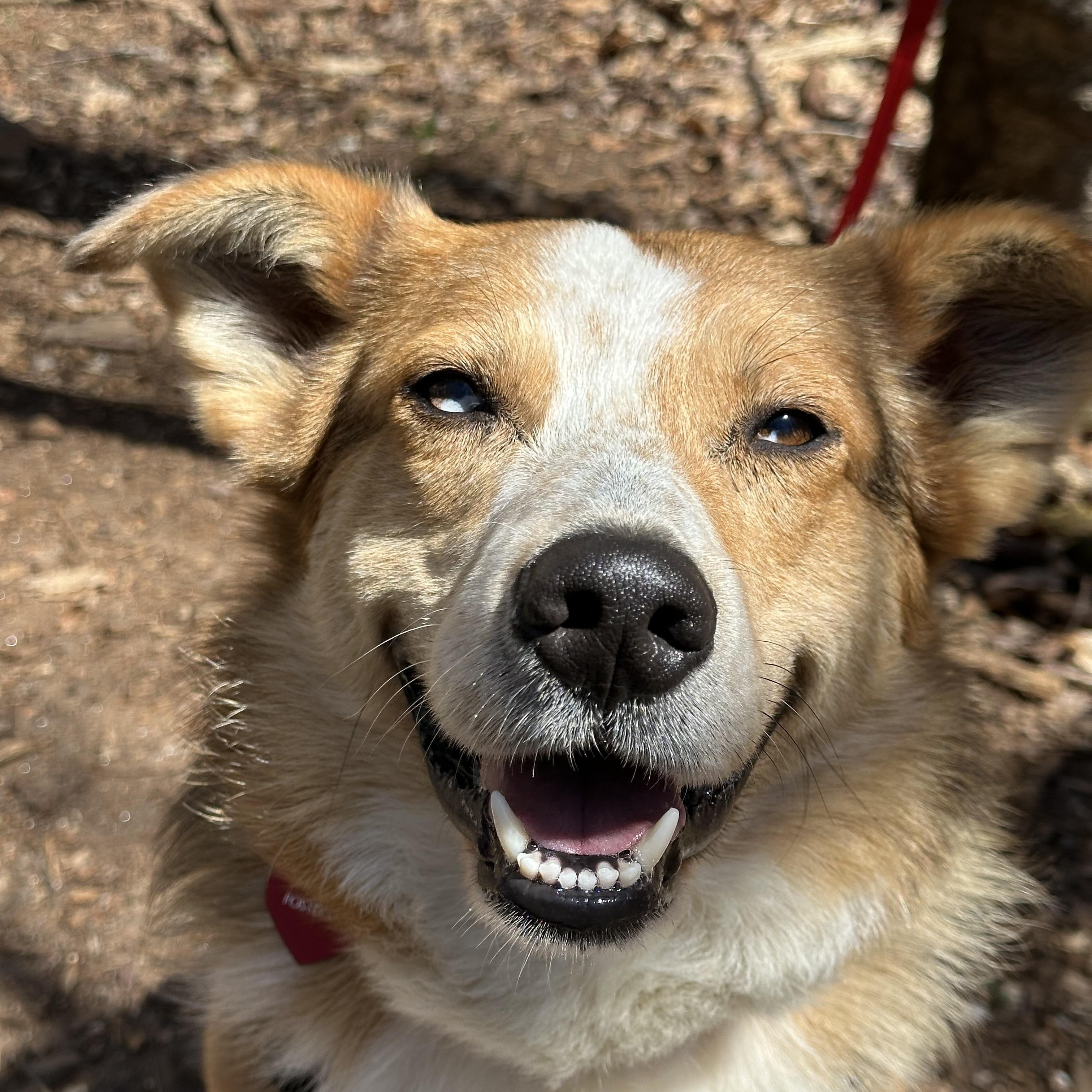 Ozzy , ADOPTABLE, Young Male Australian Shepherd.