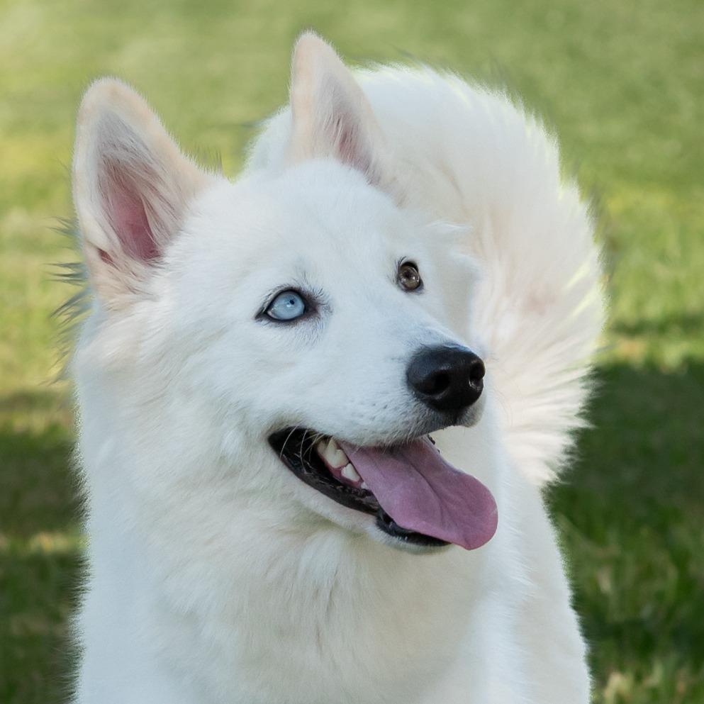 Summer, Adoptable, Young Female Husky.