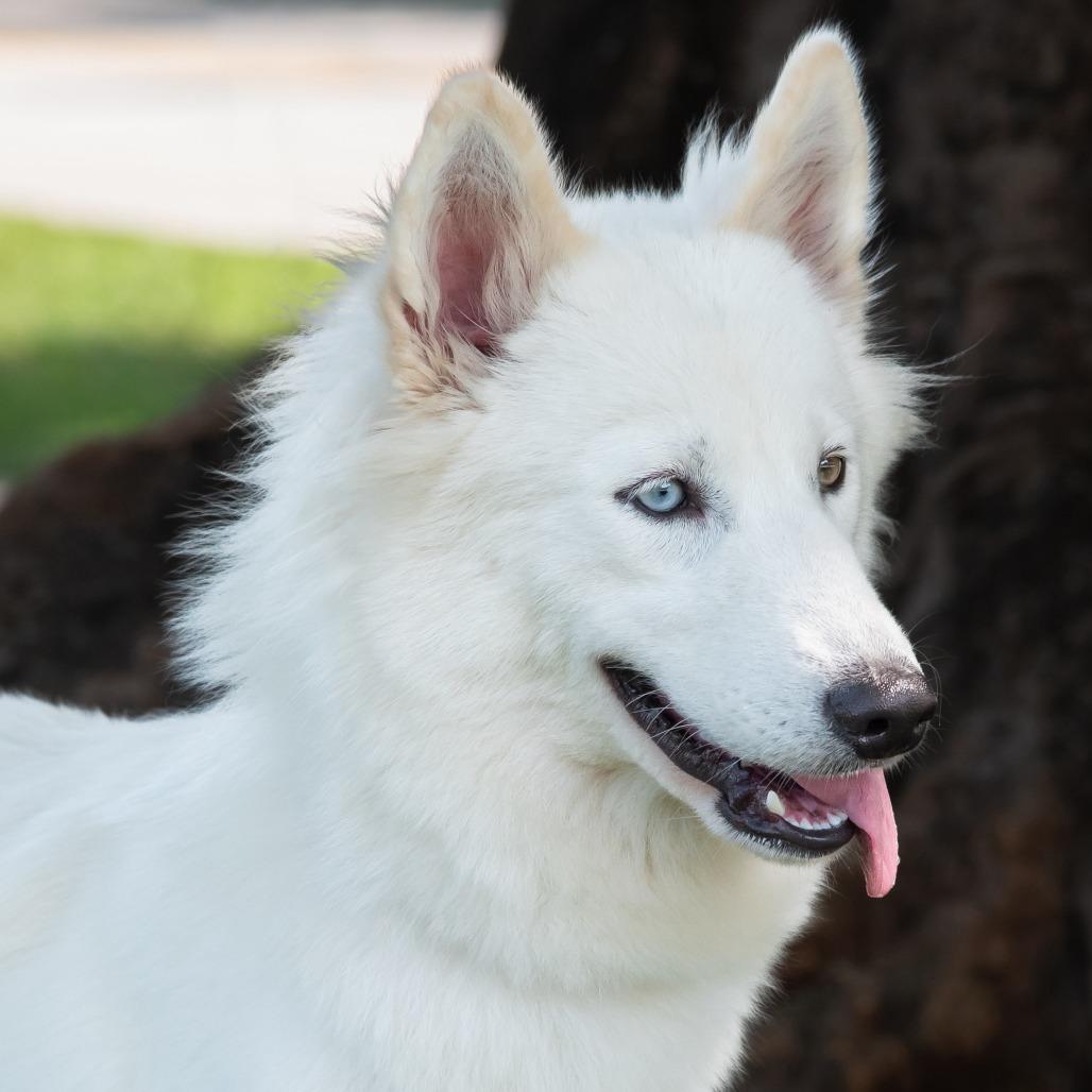 Enlarge Summer, a Adoptable Husky in Miami, FL image 2/6