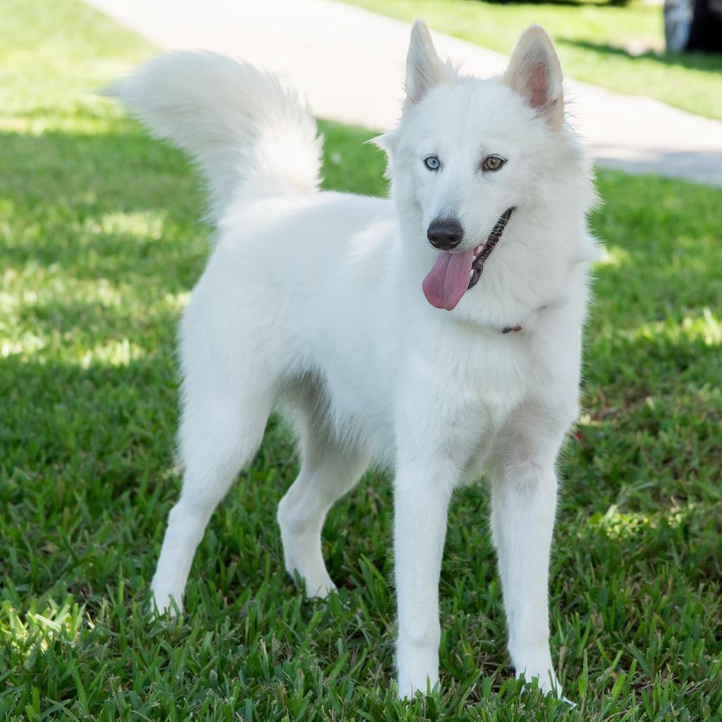 Enlarge Summer, a Adoptable Husky in Miami, FL image 3/6