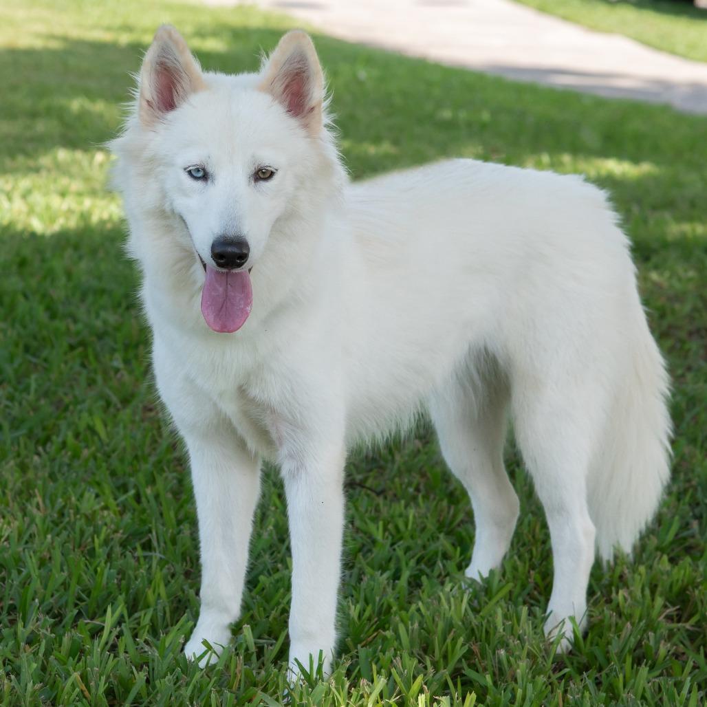 Enlarge Summer, a Adoptable Husky in Miami, FL image 4/6