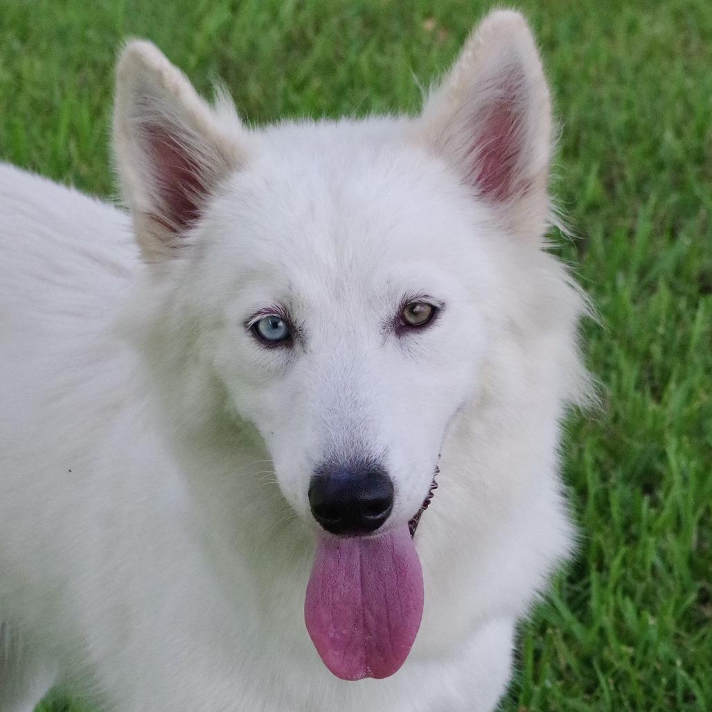 Enlarge Summer, a Adoptable Husky in Miami, FL image 5/6
