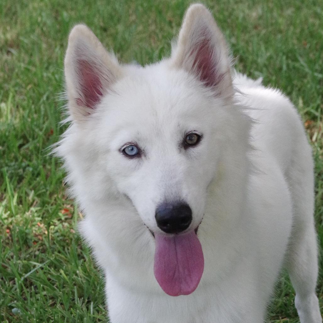 Enlarge Summer, a Adoptable Husky in Miami, FL image 6/6