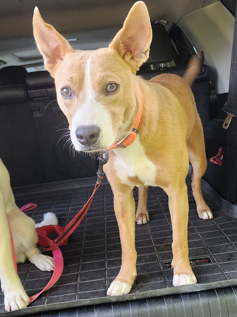 Dog for adoption Buster Brown, a Terrier in Sylva, NC Petfinder