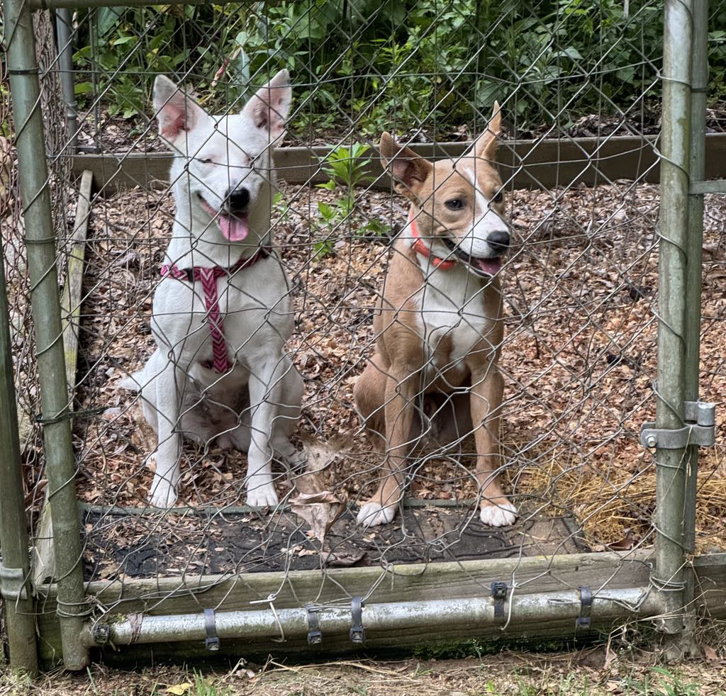 Dog for adoption Buster Brown, a Terrier in Sylva, NC Petfinder