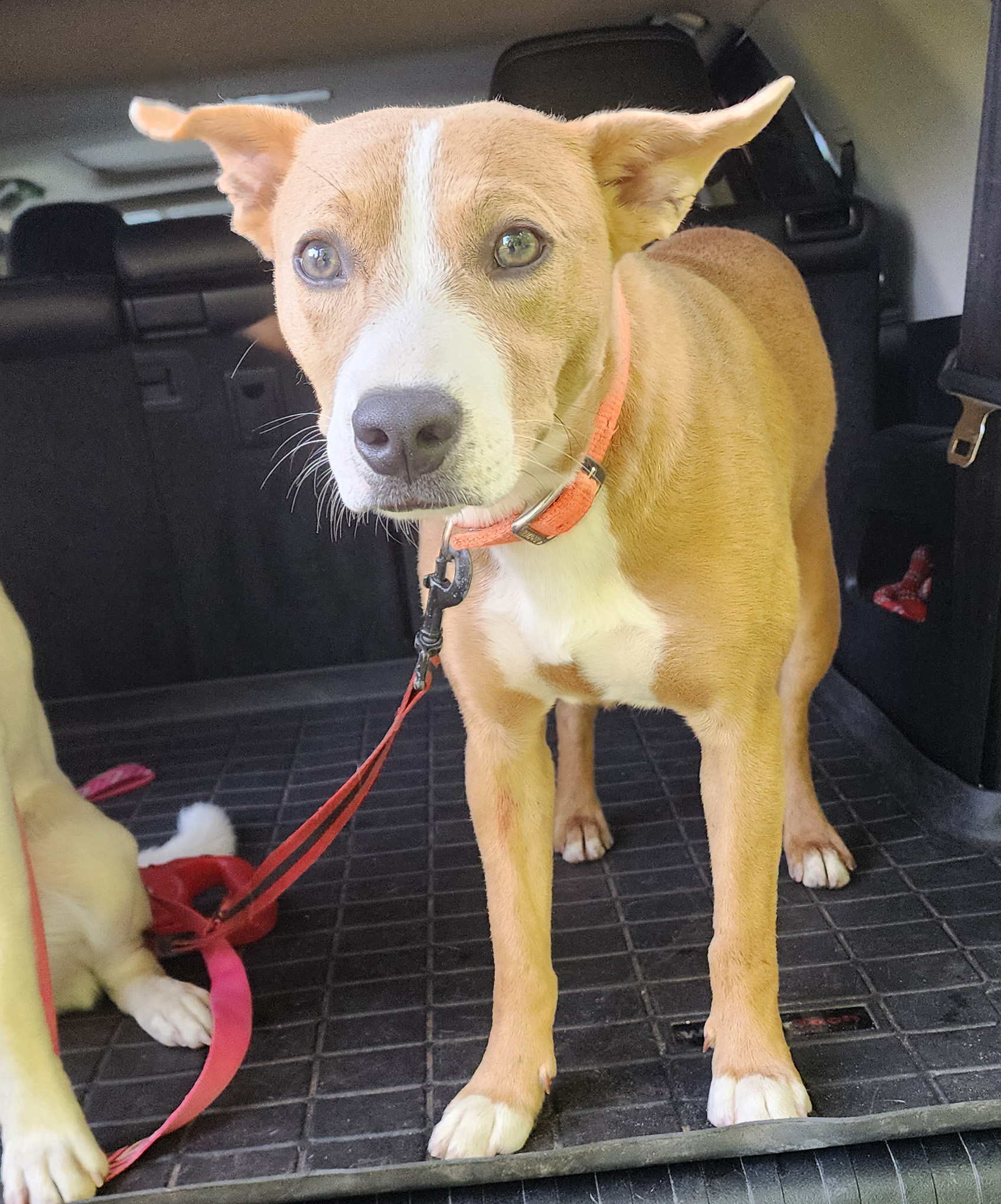 Dog for adoption Buster Brown, a Terrier in Sylva, NC Petfinder