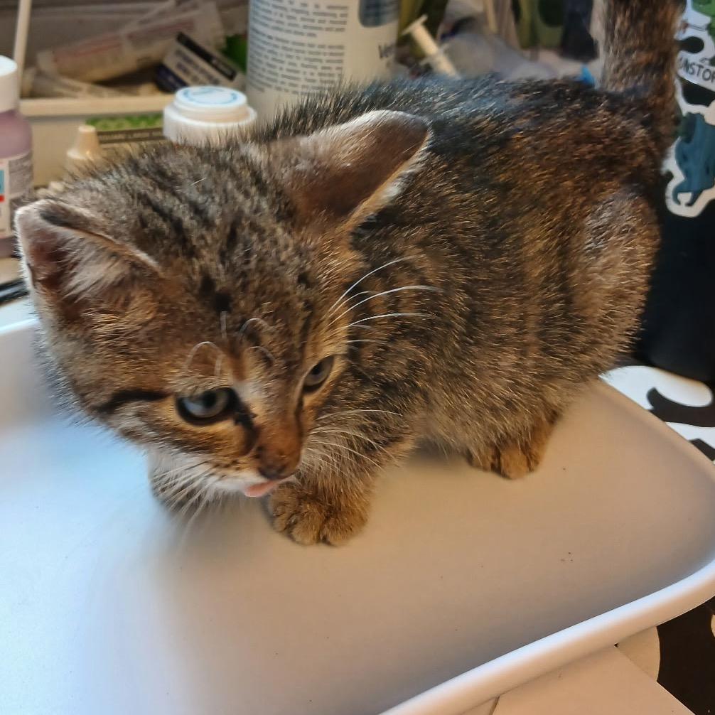 Cleocatra, Adoptable, Kitten Female Domestic Short Hair.