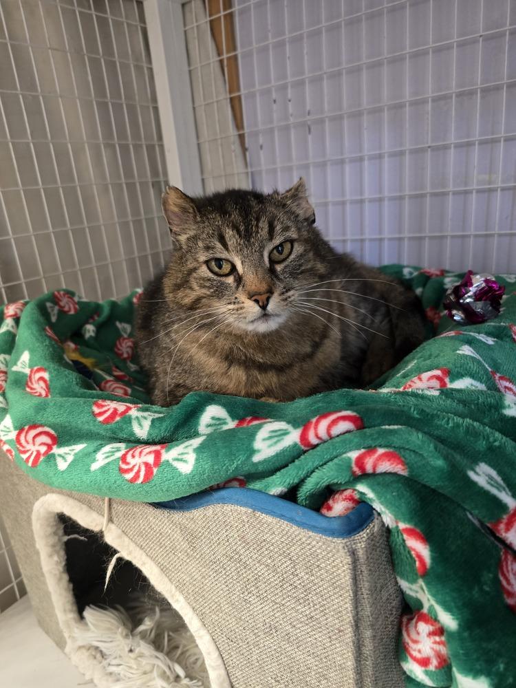Elmer, Adoptable, Adult Male Domestic Short Hair.