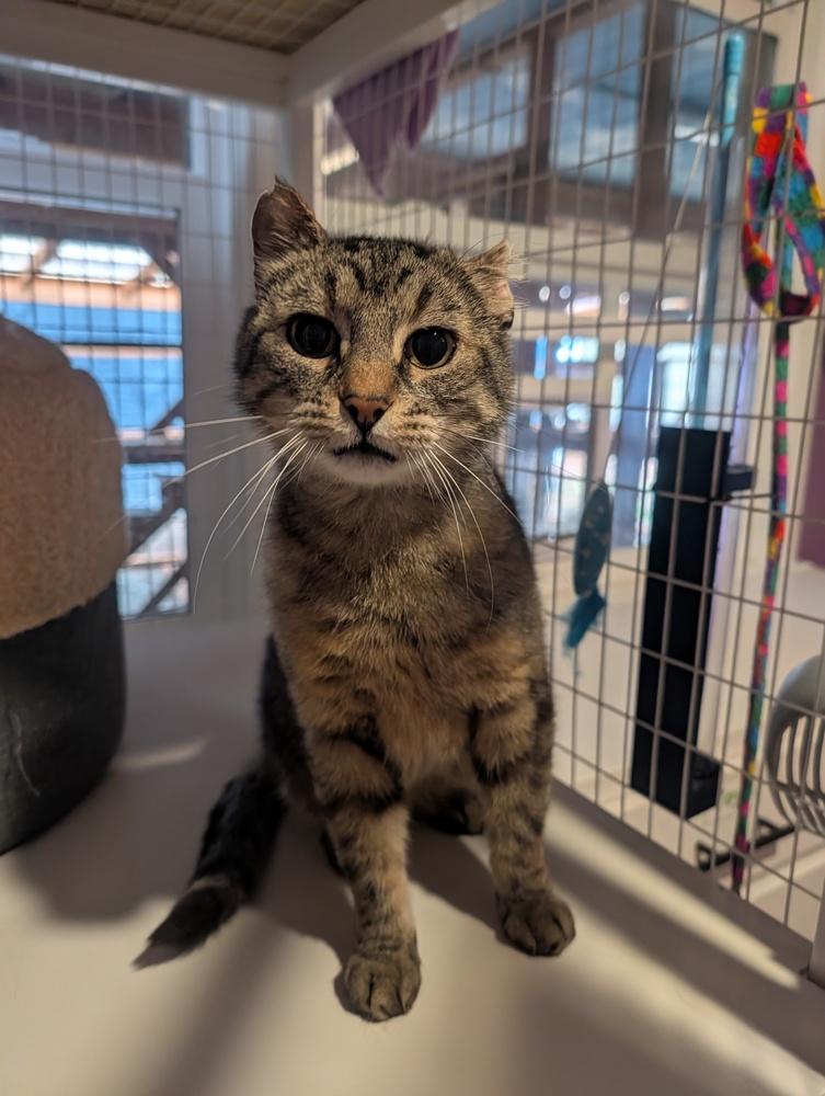 Enlarge Elmer, a Adoptable Domestic Short Hair in Vancouver, WA image 2/2