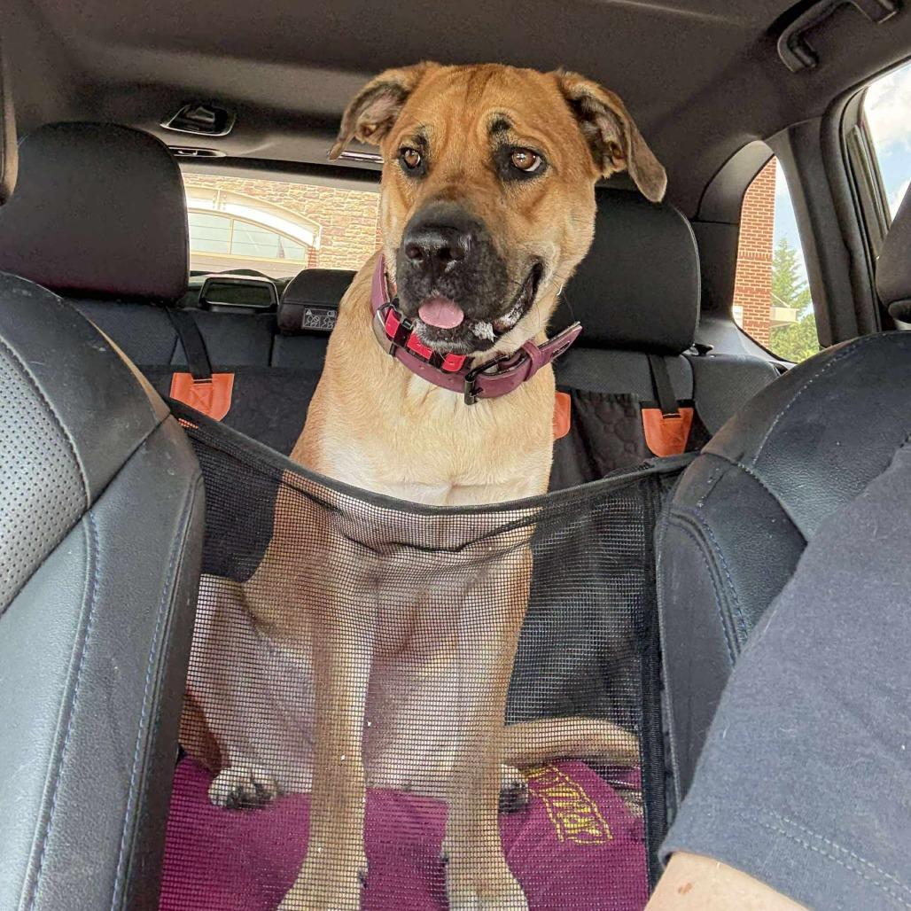 Enlarge Hida (Ripple), a Adoptable Mastiff in Woodstock, VA image 1/4